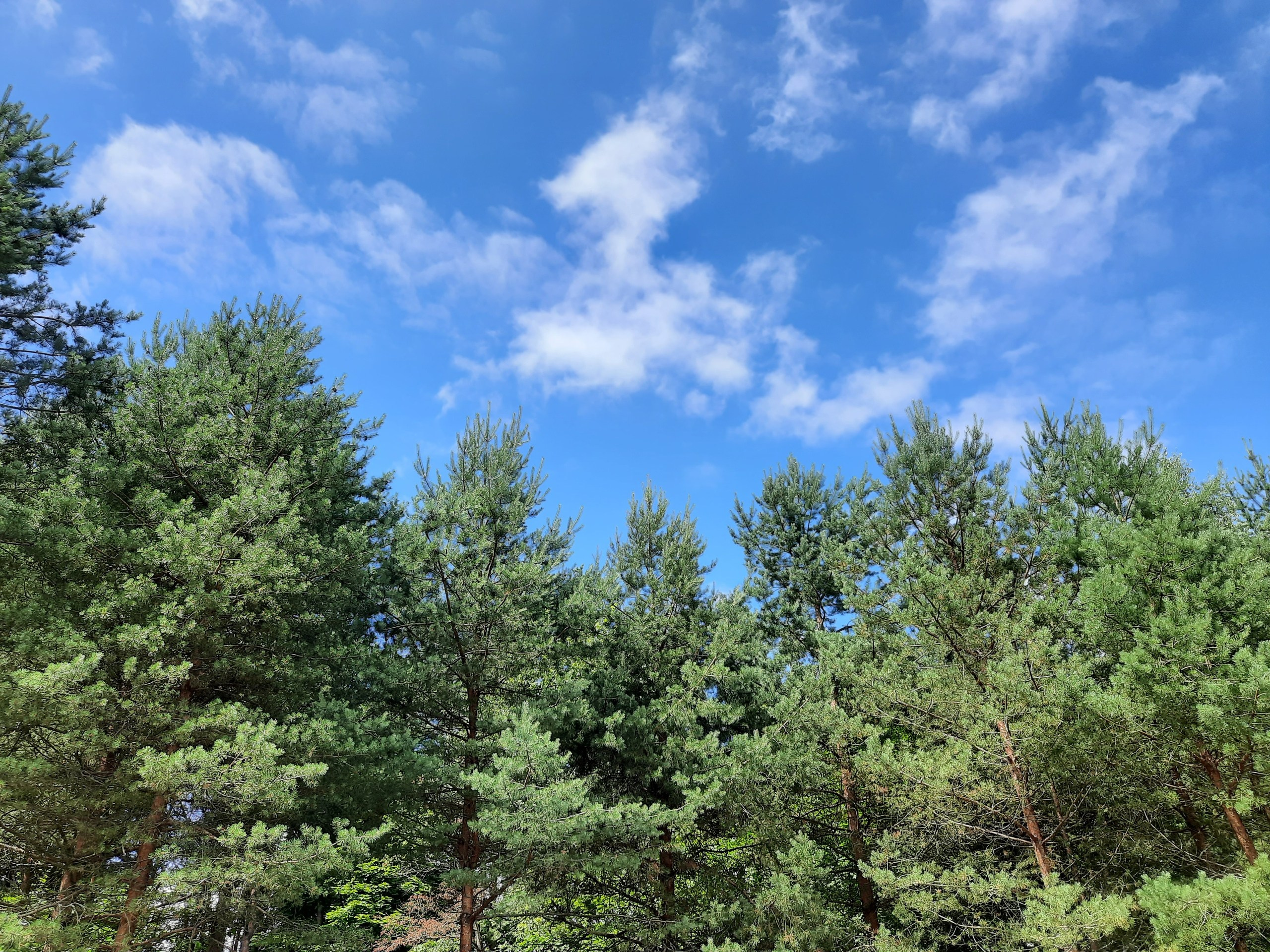 Походная Романтика 34. Давай Гавай!. Галерея Фантим