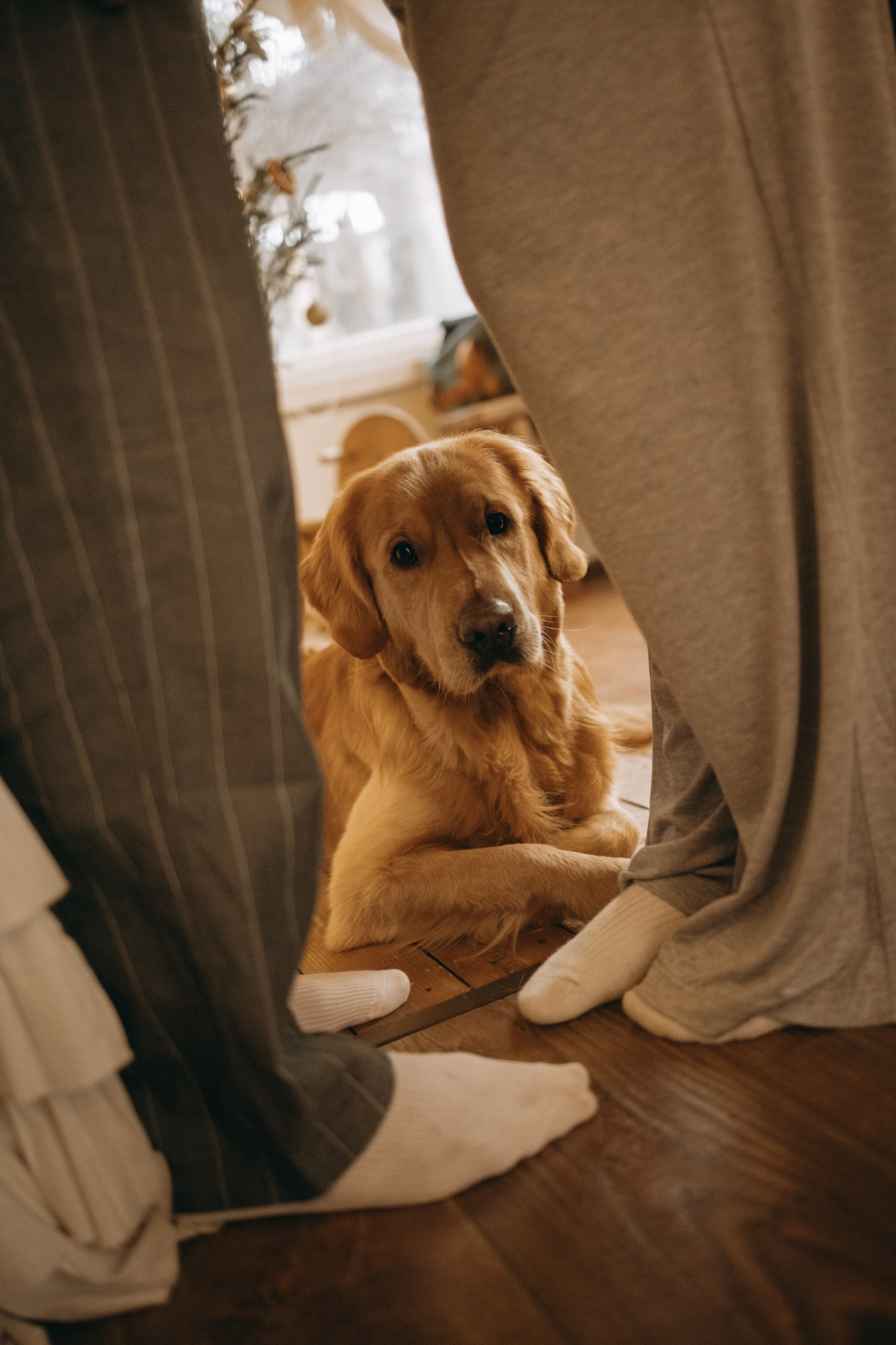 Вегас, Веник и их семья. Фотограф — Анималист | Санкт-Петербург