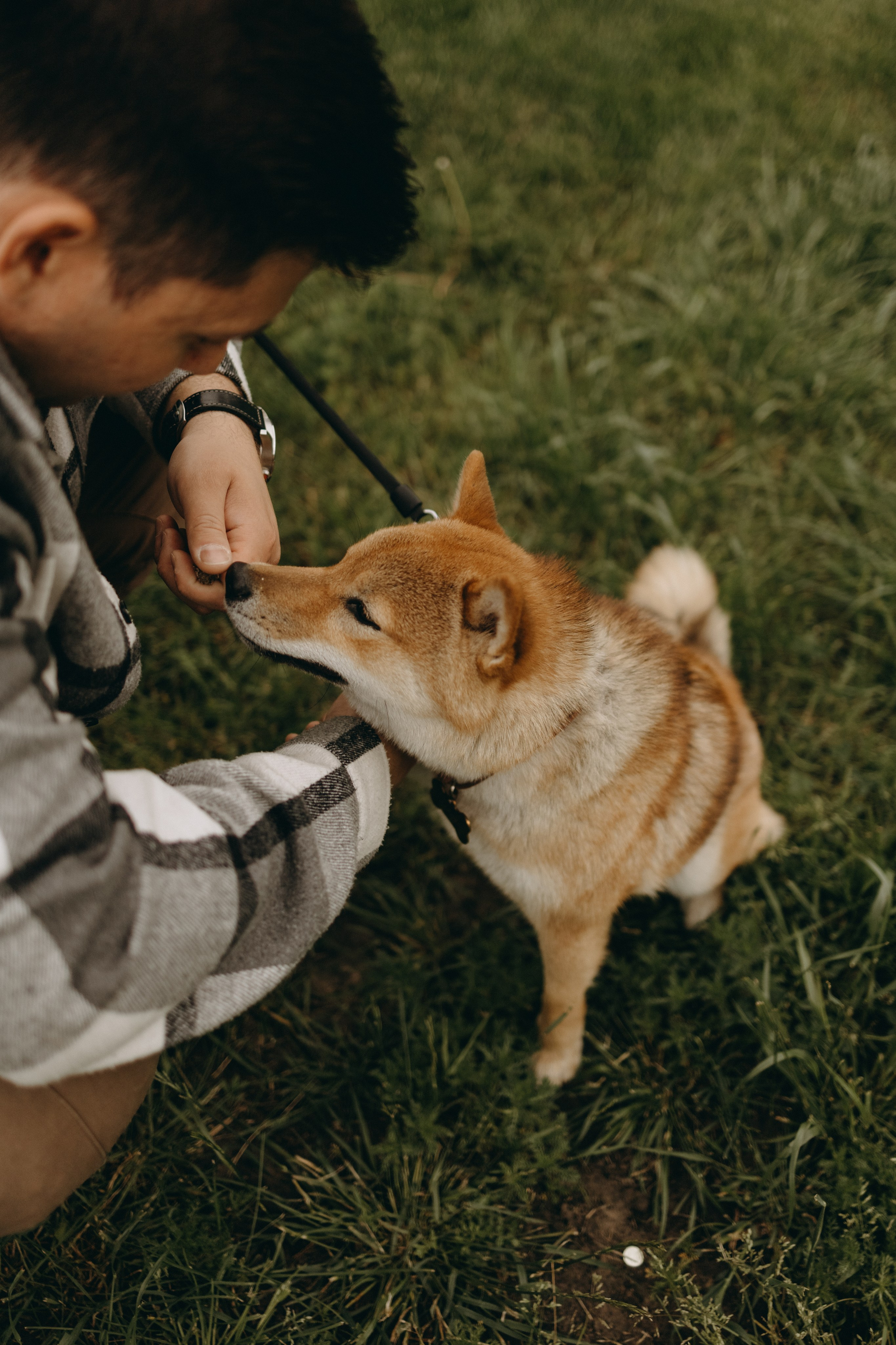 Сириус и его семья. Фотограф — Анималист | Санкт-Петербург