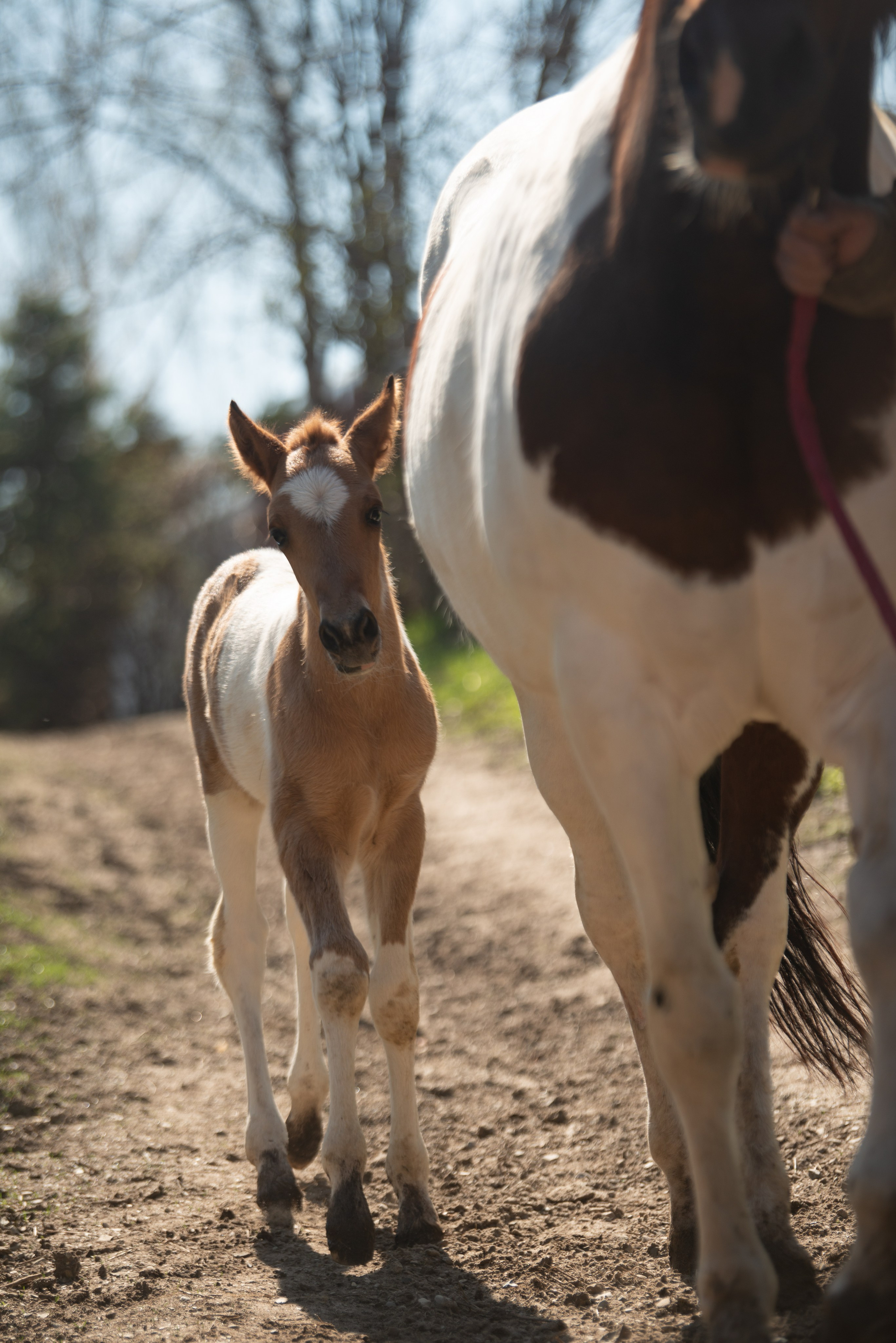 Жеребёнок Митяй. Конный фотограф в Саратове Юлия Иванова