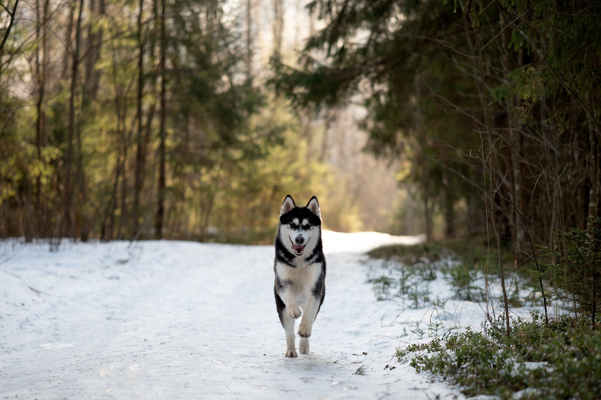Прогулка в лесу. Творческий фотограф Вологда
