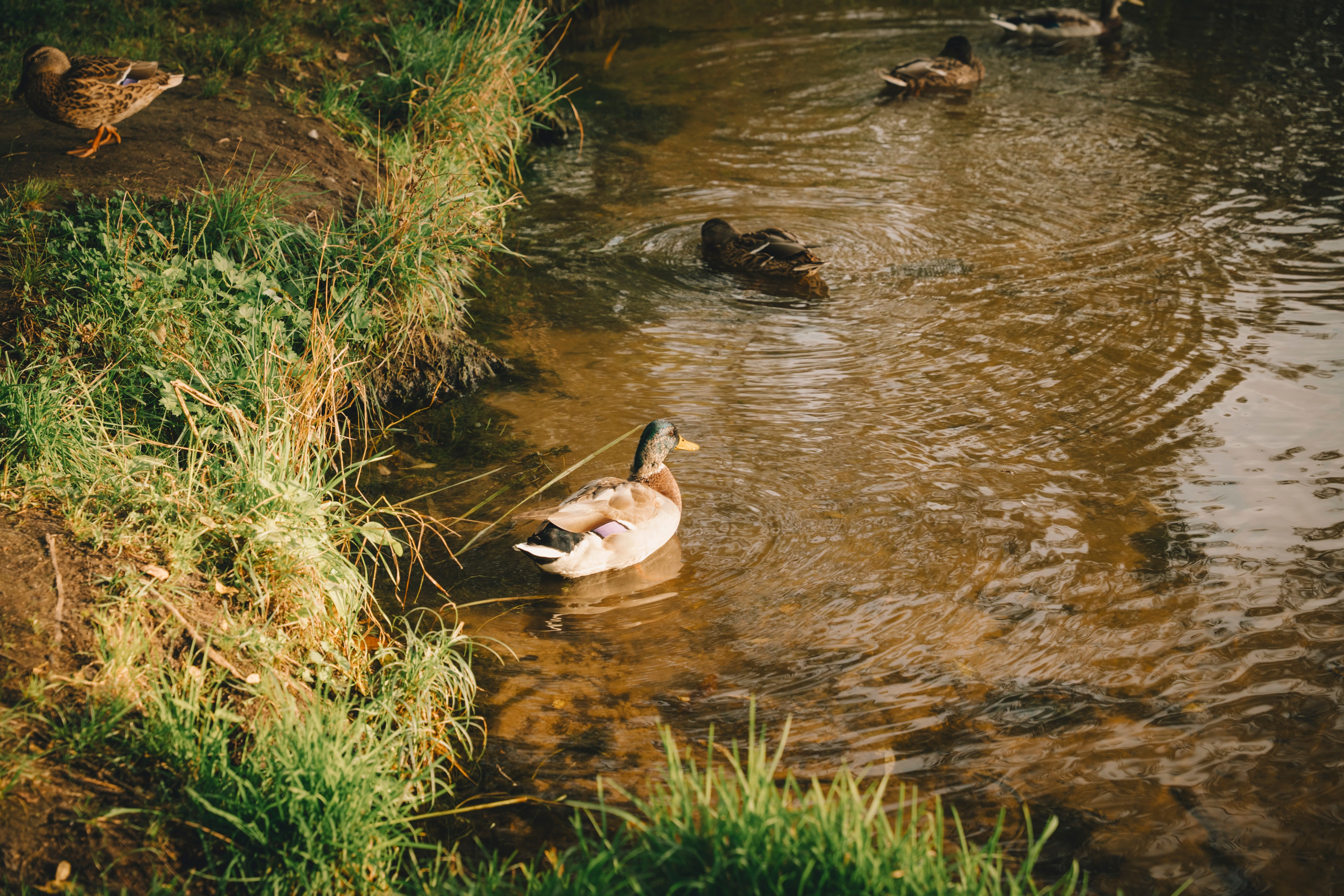 Лесные эльфы. Портретный фотограф в Смоленске и Москве Мария Громова