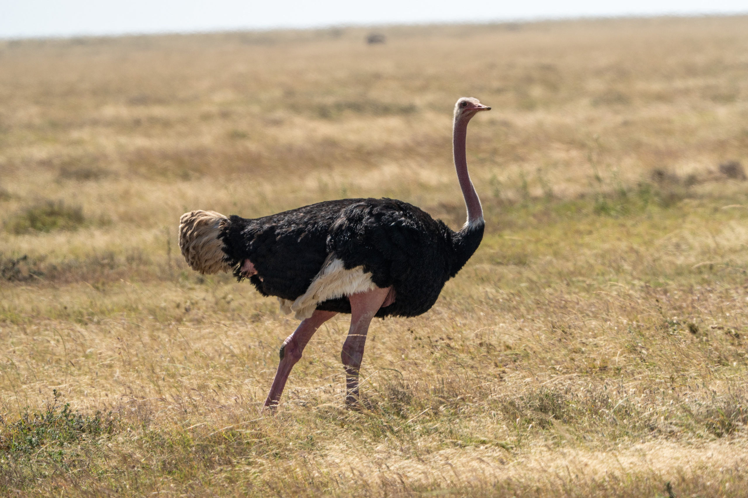 Танзания, сафари, 2025. Творческие сьемки