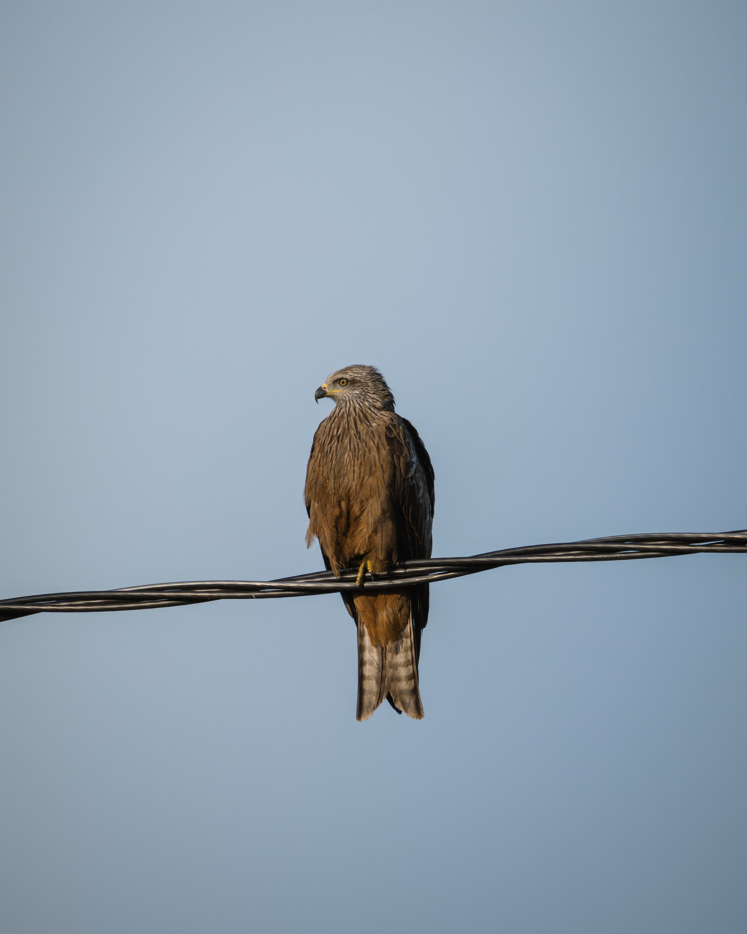 Voronezh 2026. Anton Chernov | Wildlife photographer