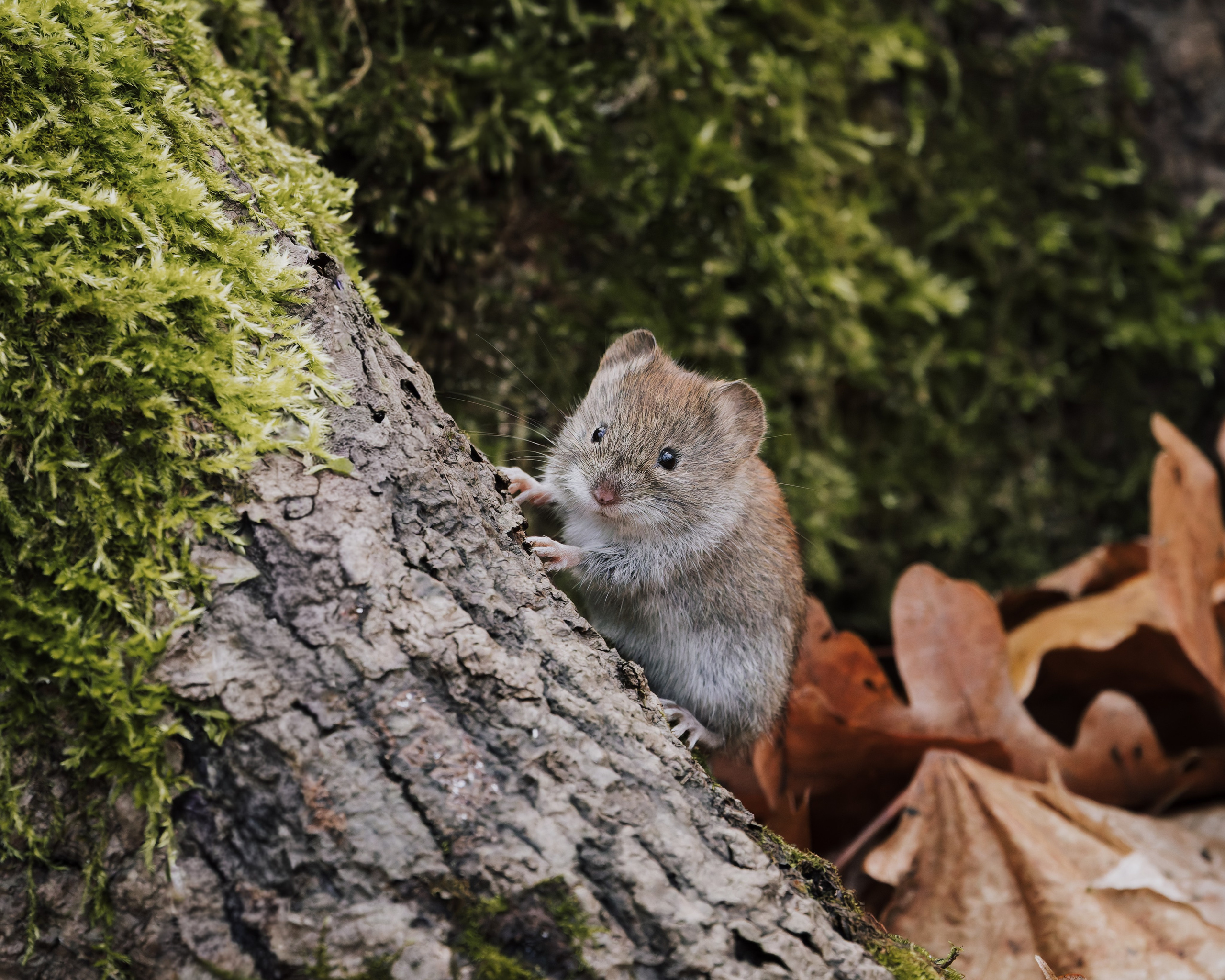 Voronezh 2025. Anton Chernov | Wildlife photographer