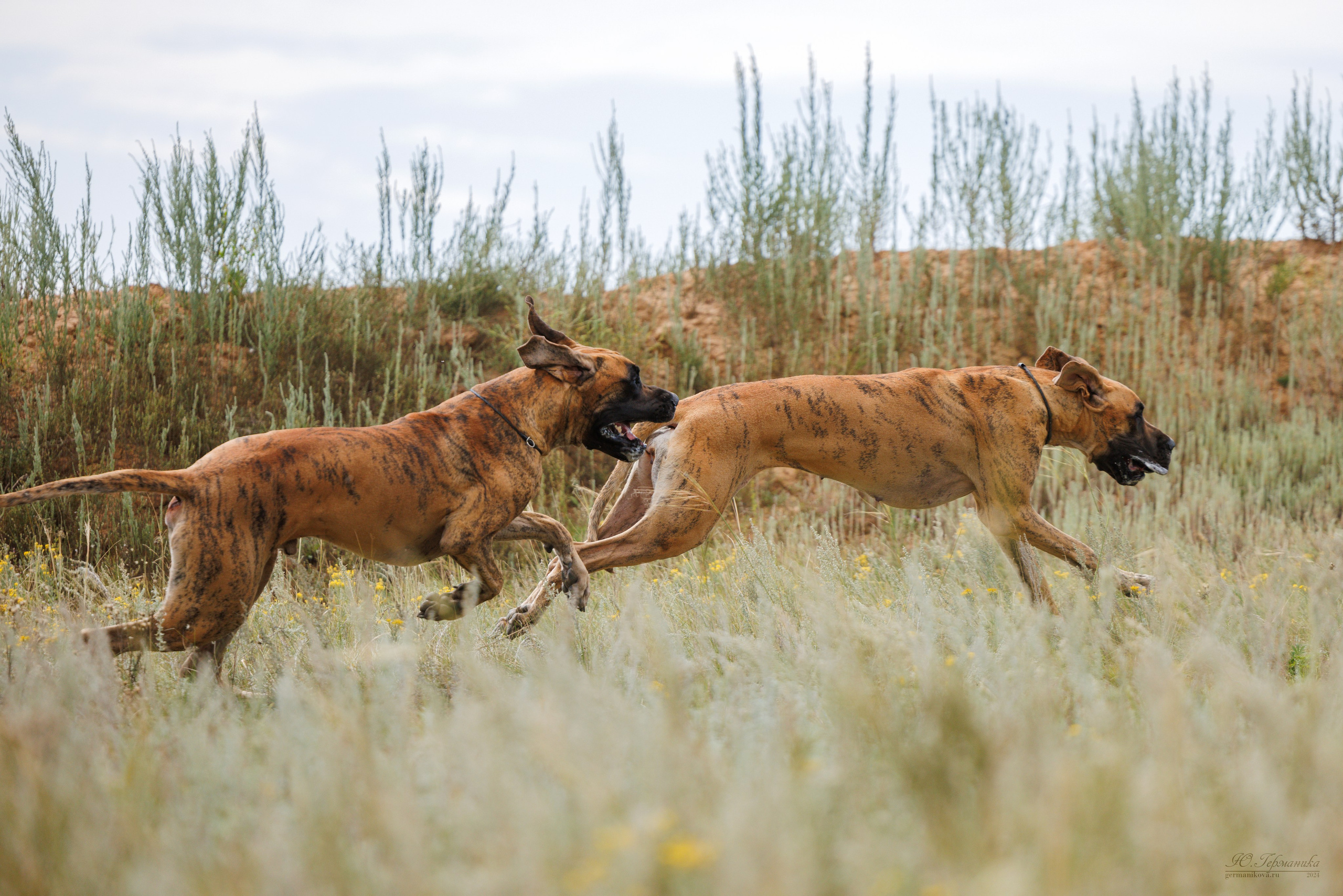 Астана 2хCACIB 17-18.08.2024. Фотограф-анималист Юлия Германика