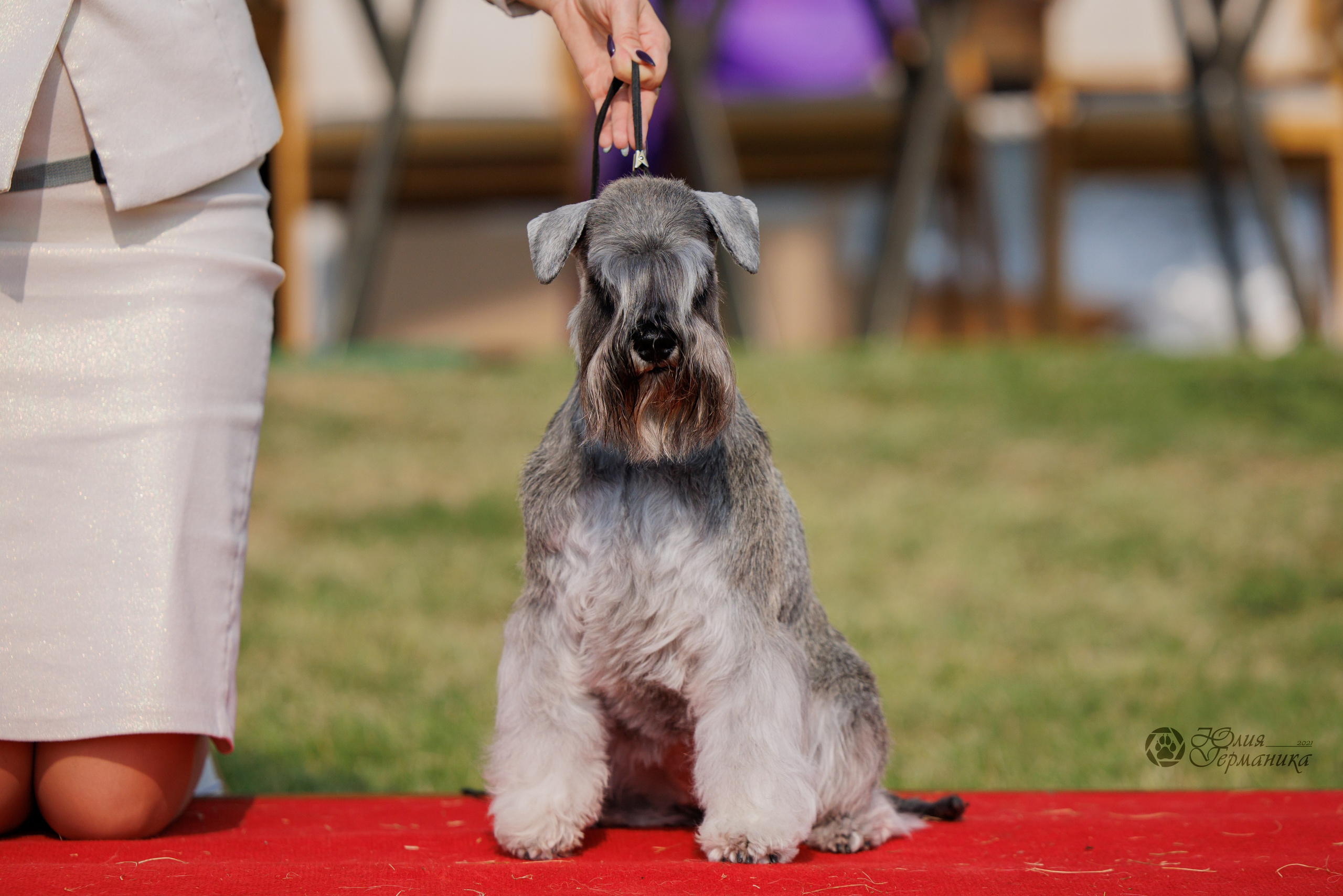 Армения,Ереван 3хCACIB 15-17.10.2024. Фотограф-анималист Юлия Германика