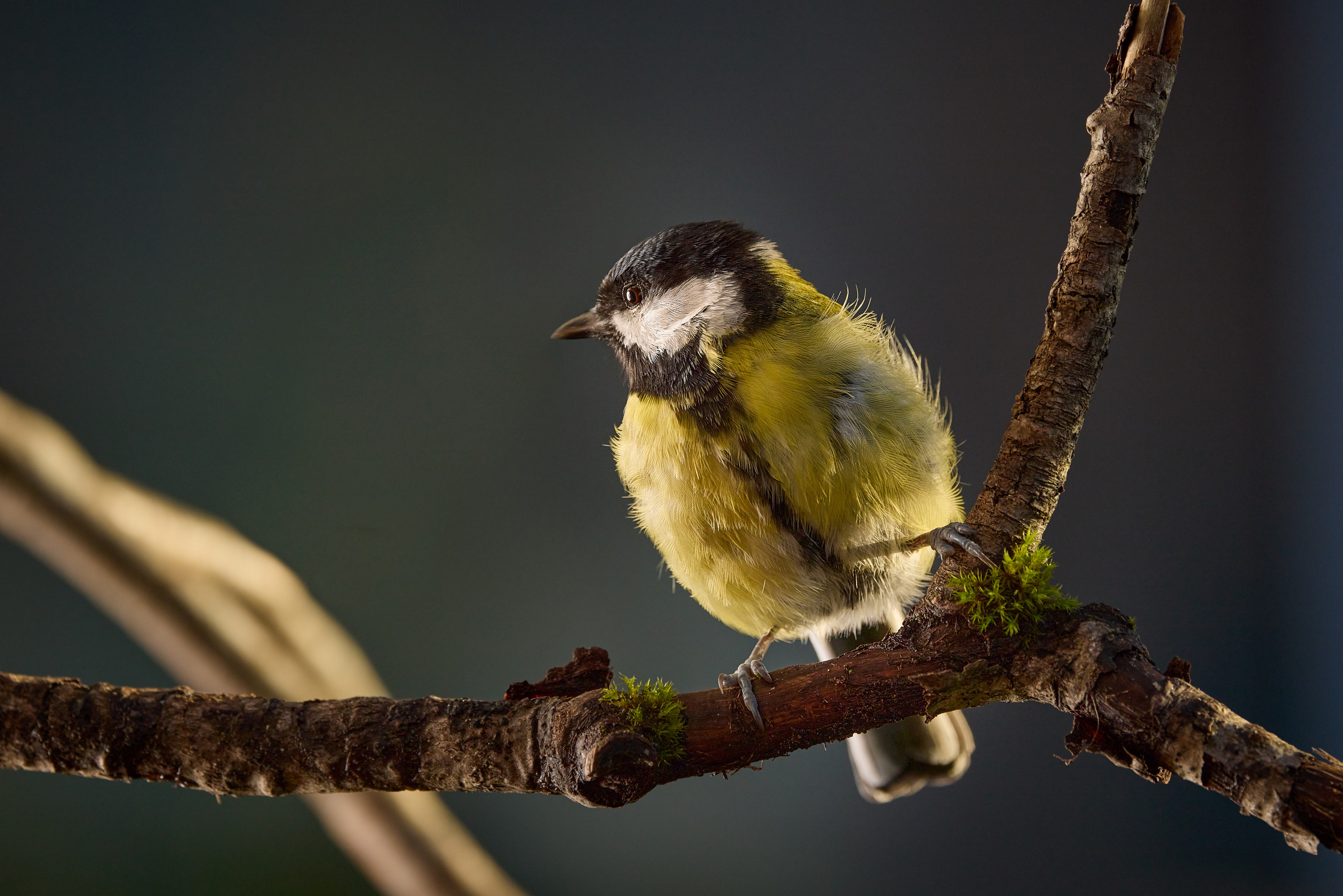 Птички. Alexander Ermolenko
