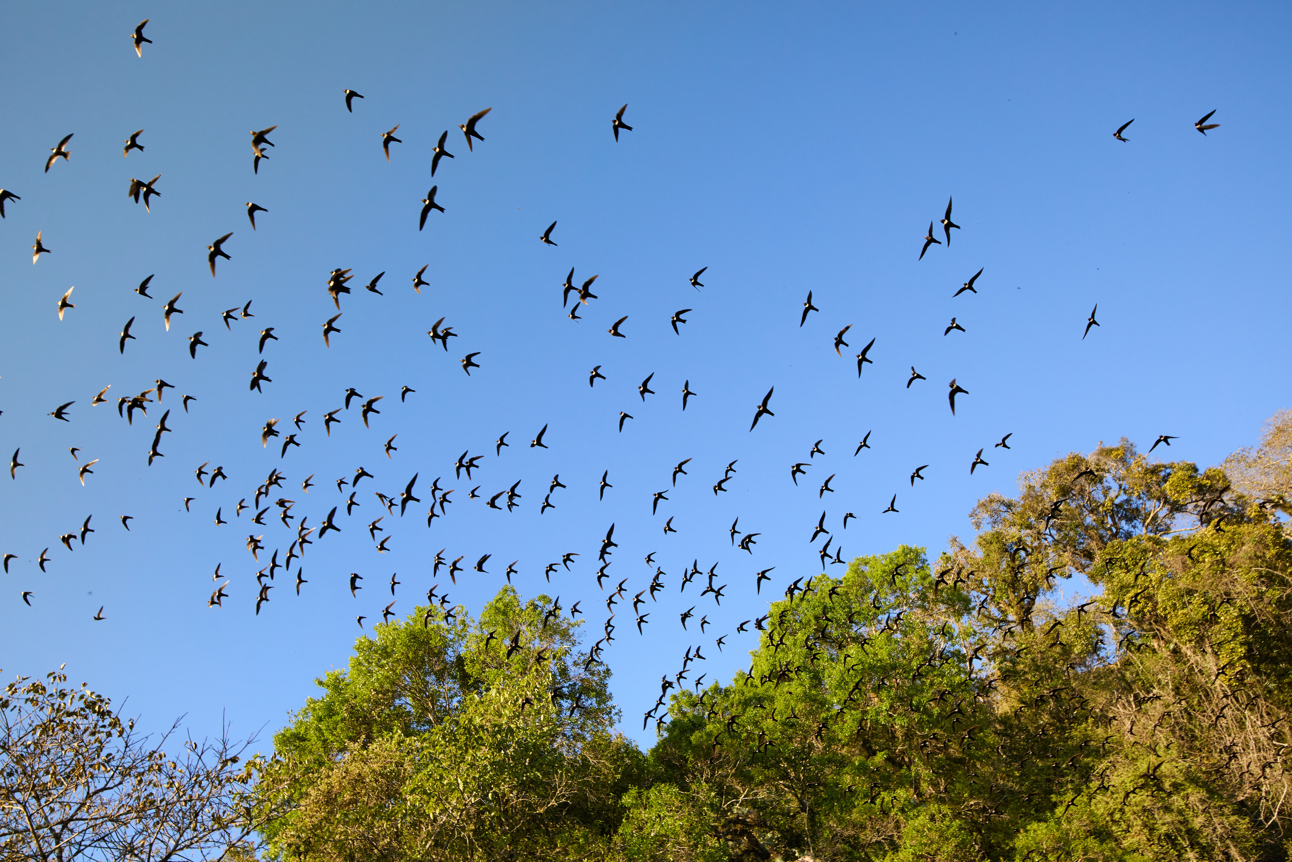 Птички. Alexander Ermolenko