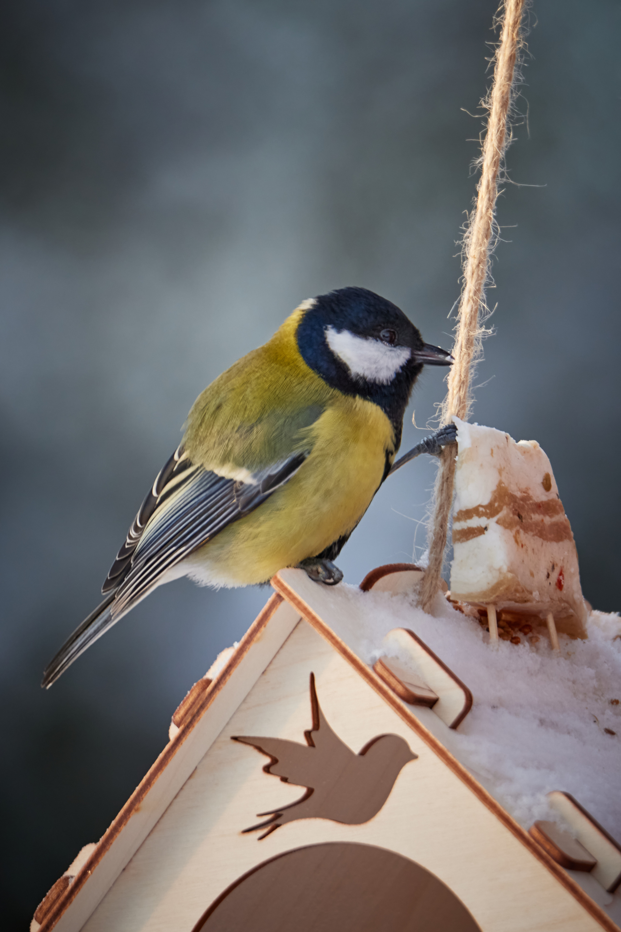 Птички. Alexander Ermolenko