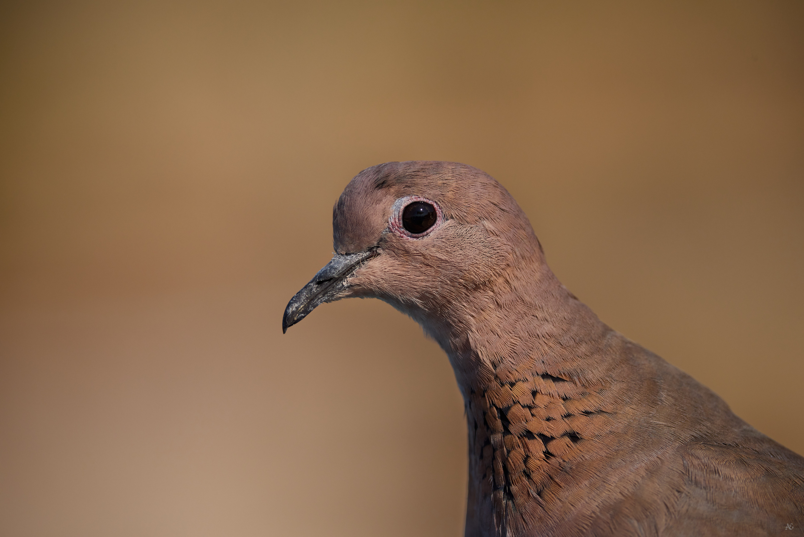 Птички. Alexander Ermolenko