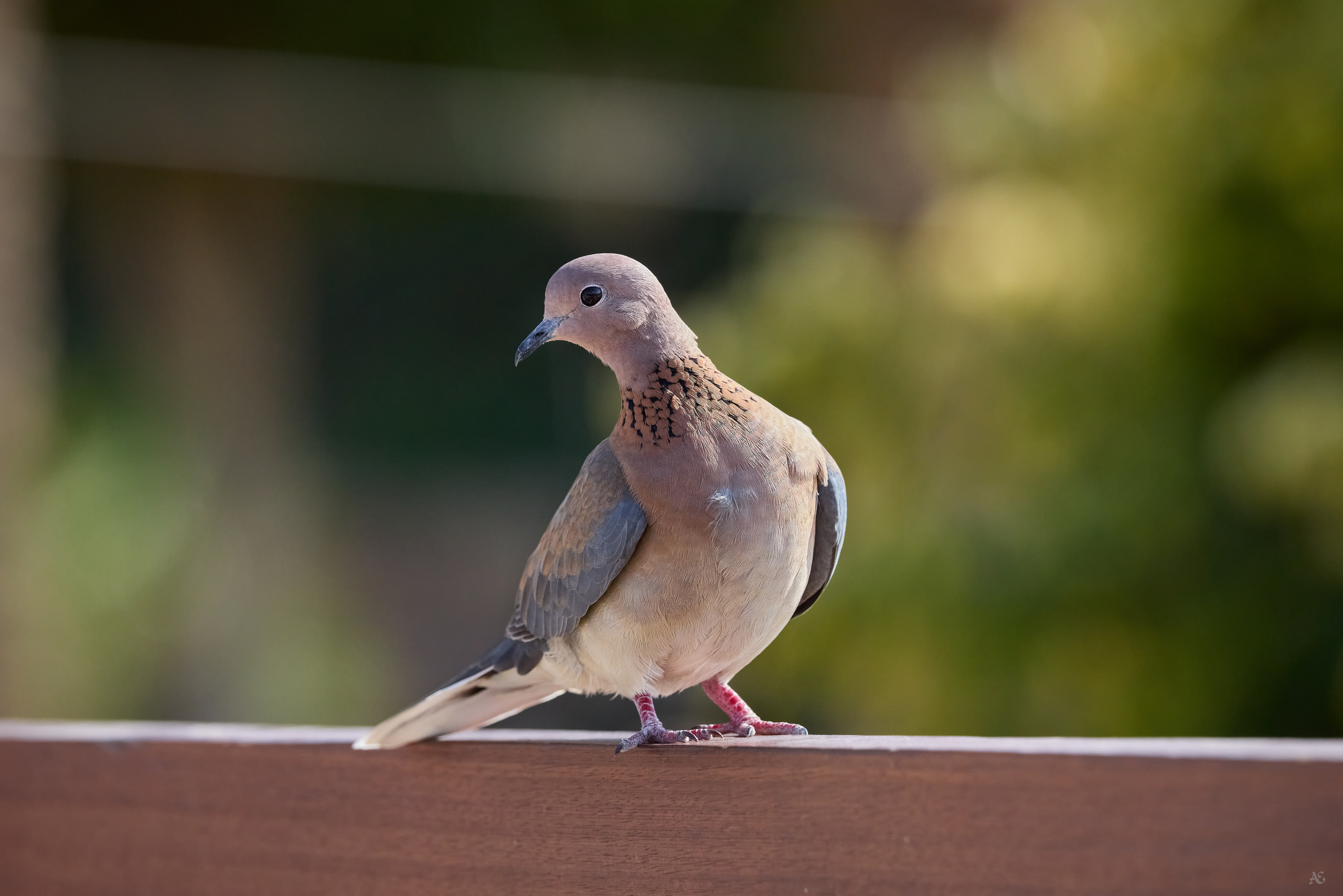 Иордания. Alexander Ermolenko