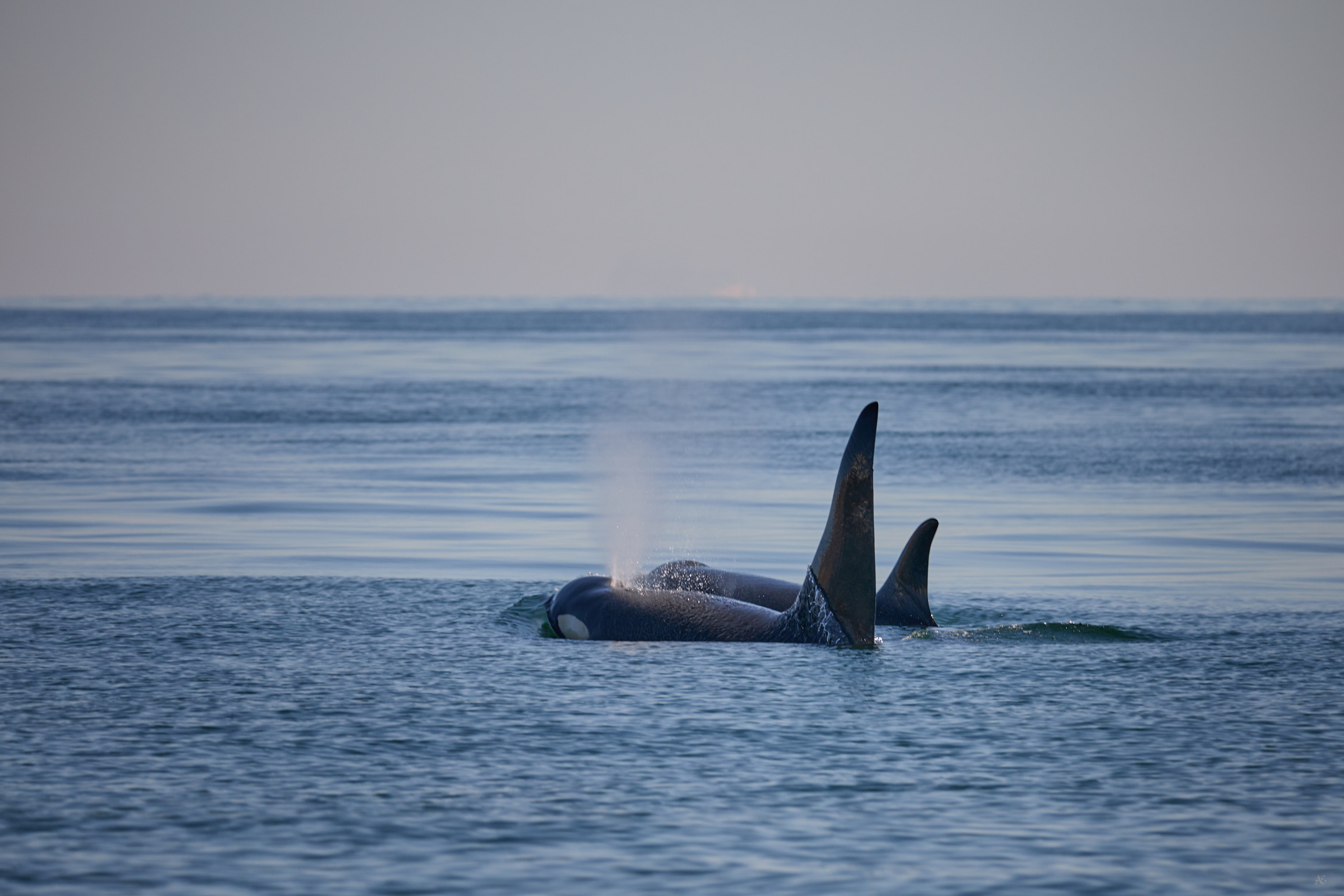 Камчатка. Alexander Ermolenko