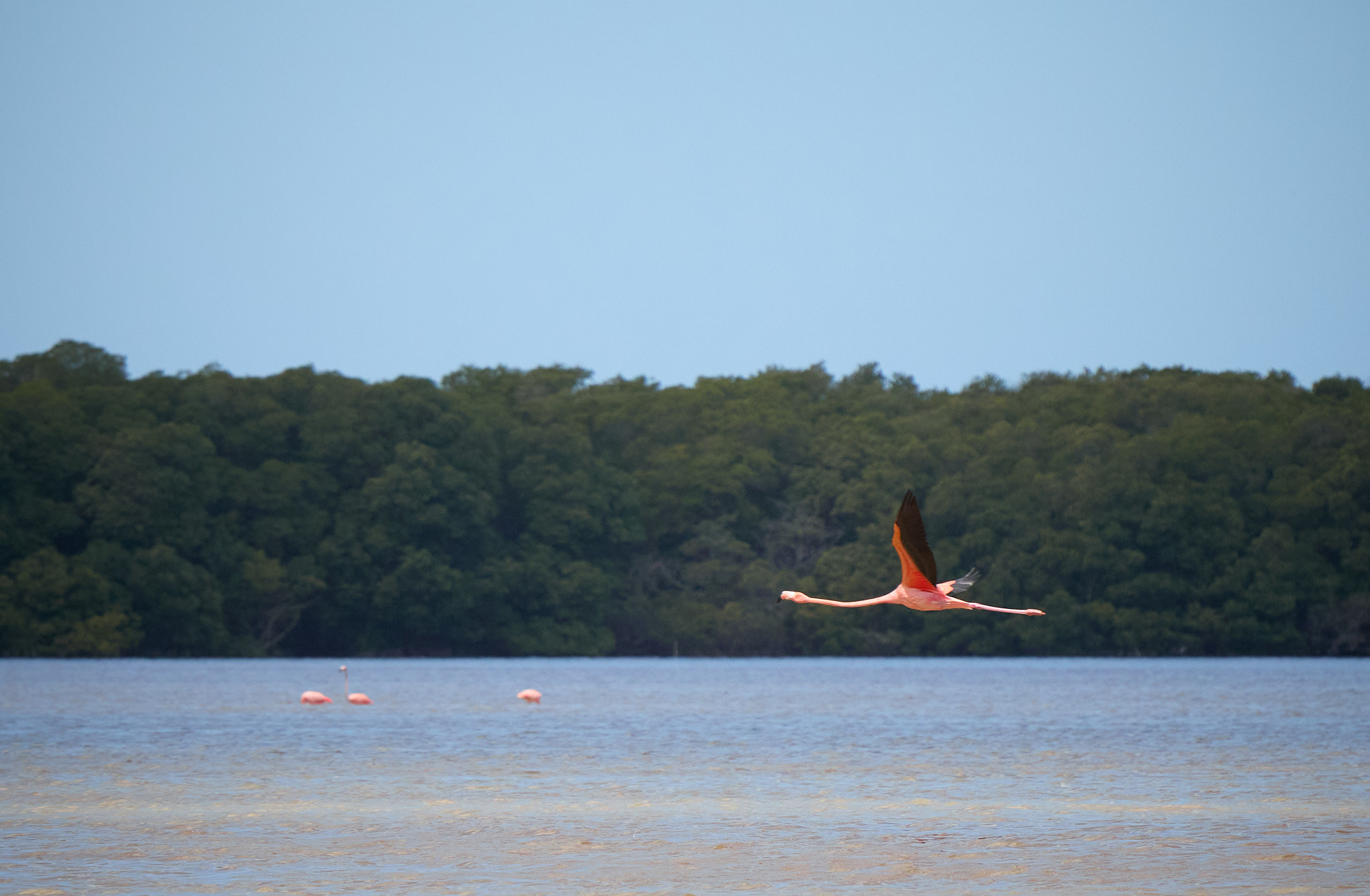 Птички. Alexander Ermolenko
