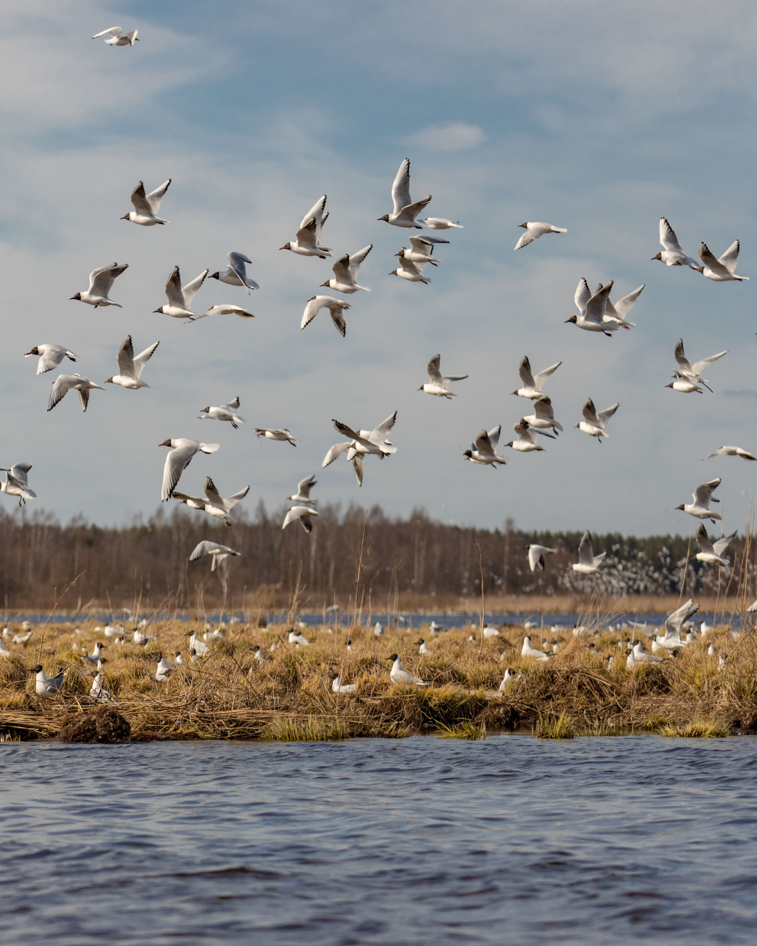 Птички. Alexander Ermolenko
