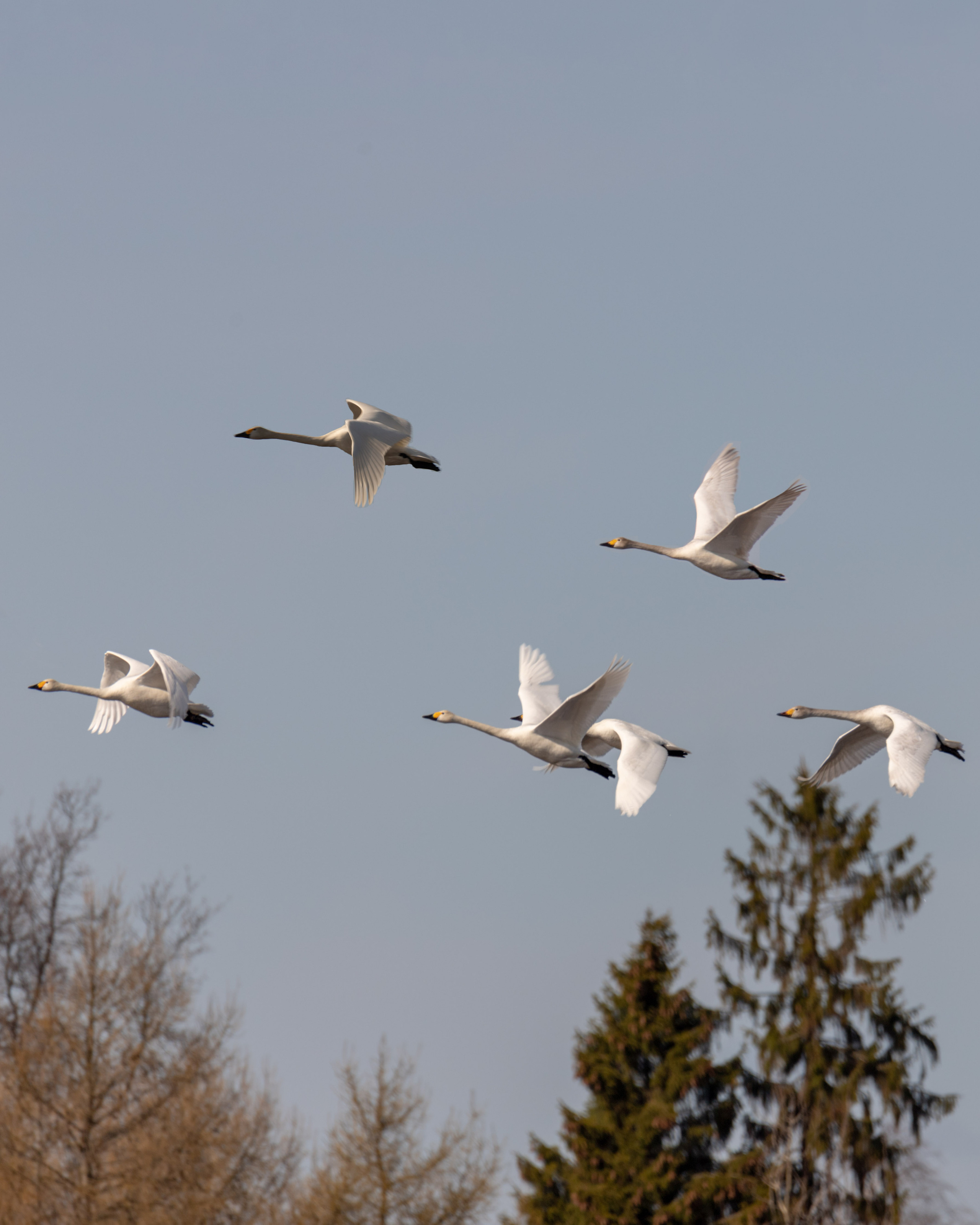 Птички. Alexander Ermolenko