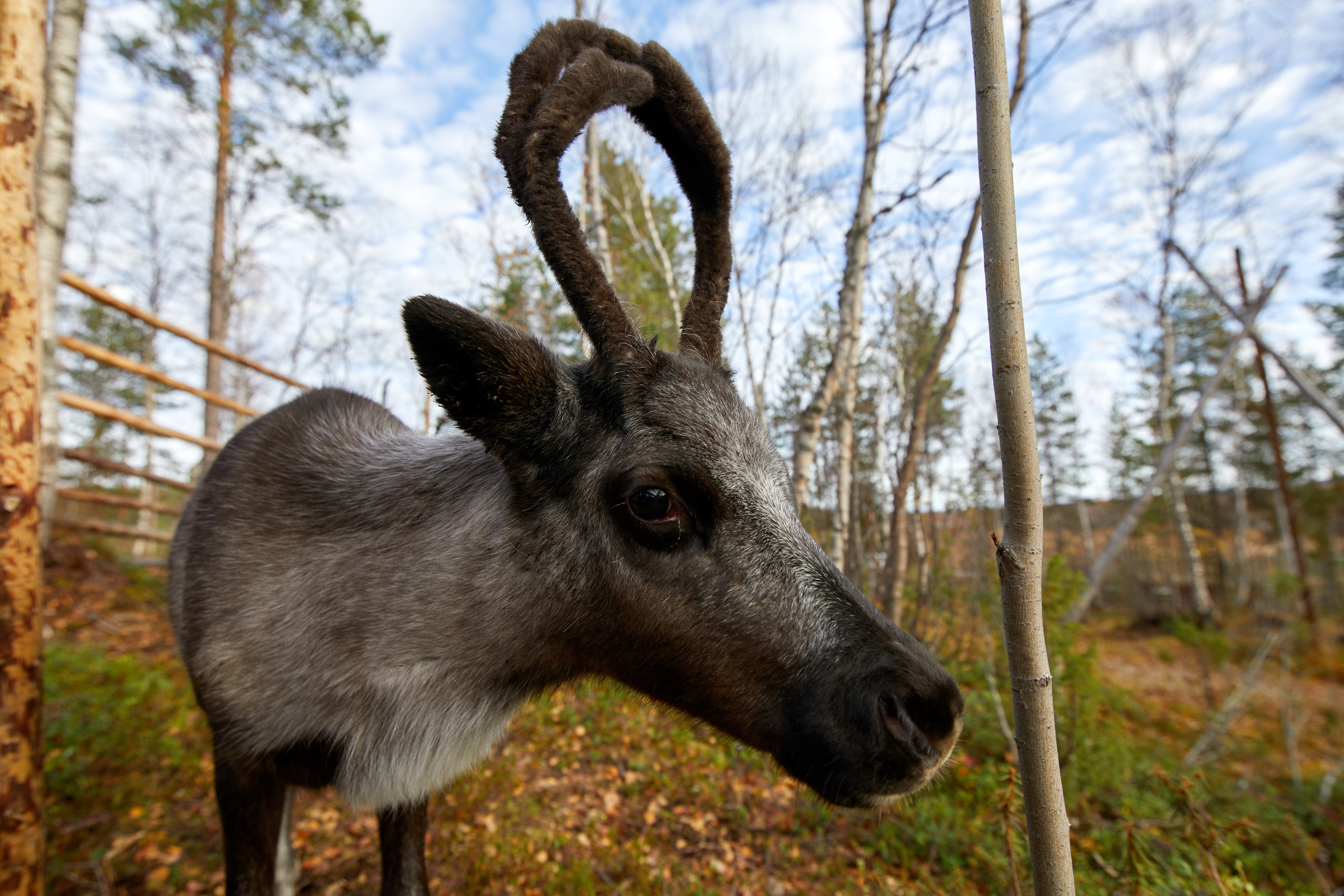 Разное. Alexander Ermolenko