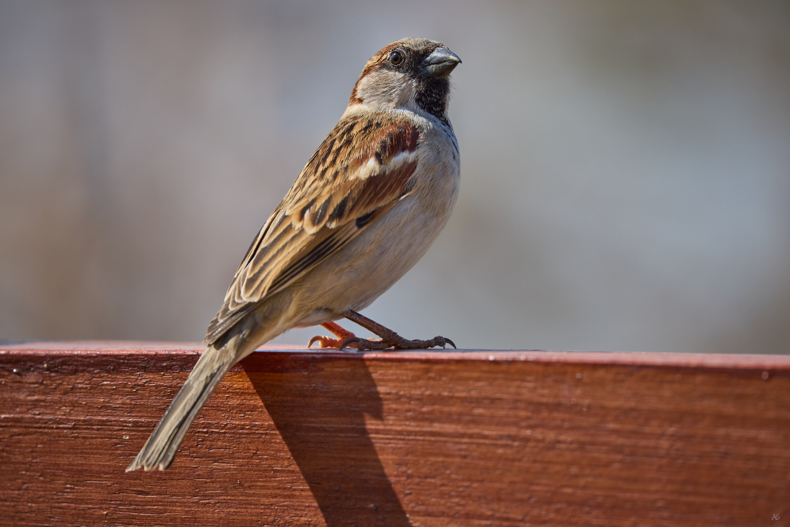 Птички. Alexander Ermolenko