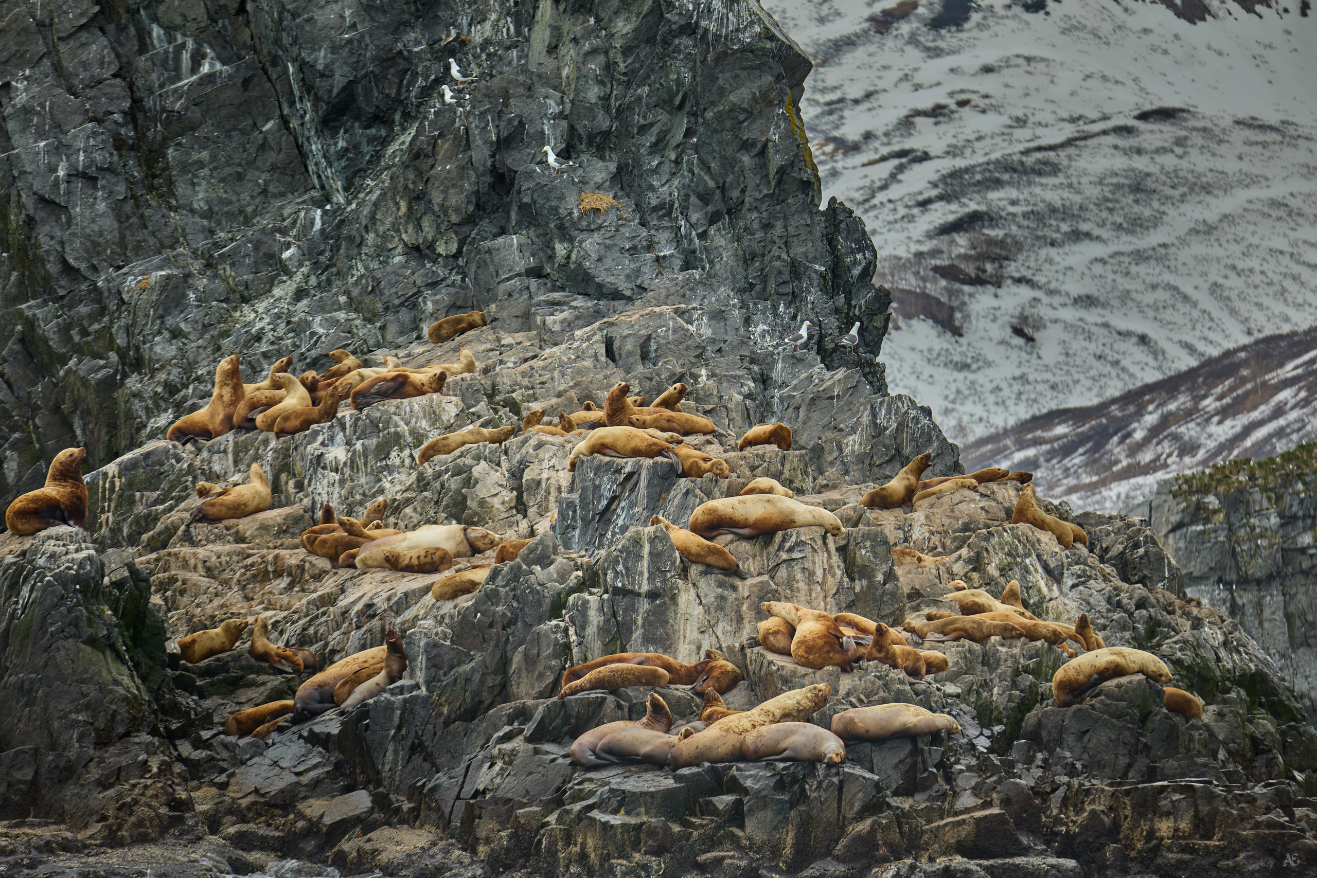 Камчатка. Alexander Ermolenko