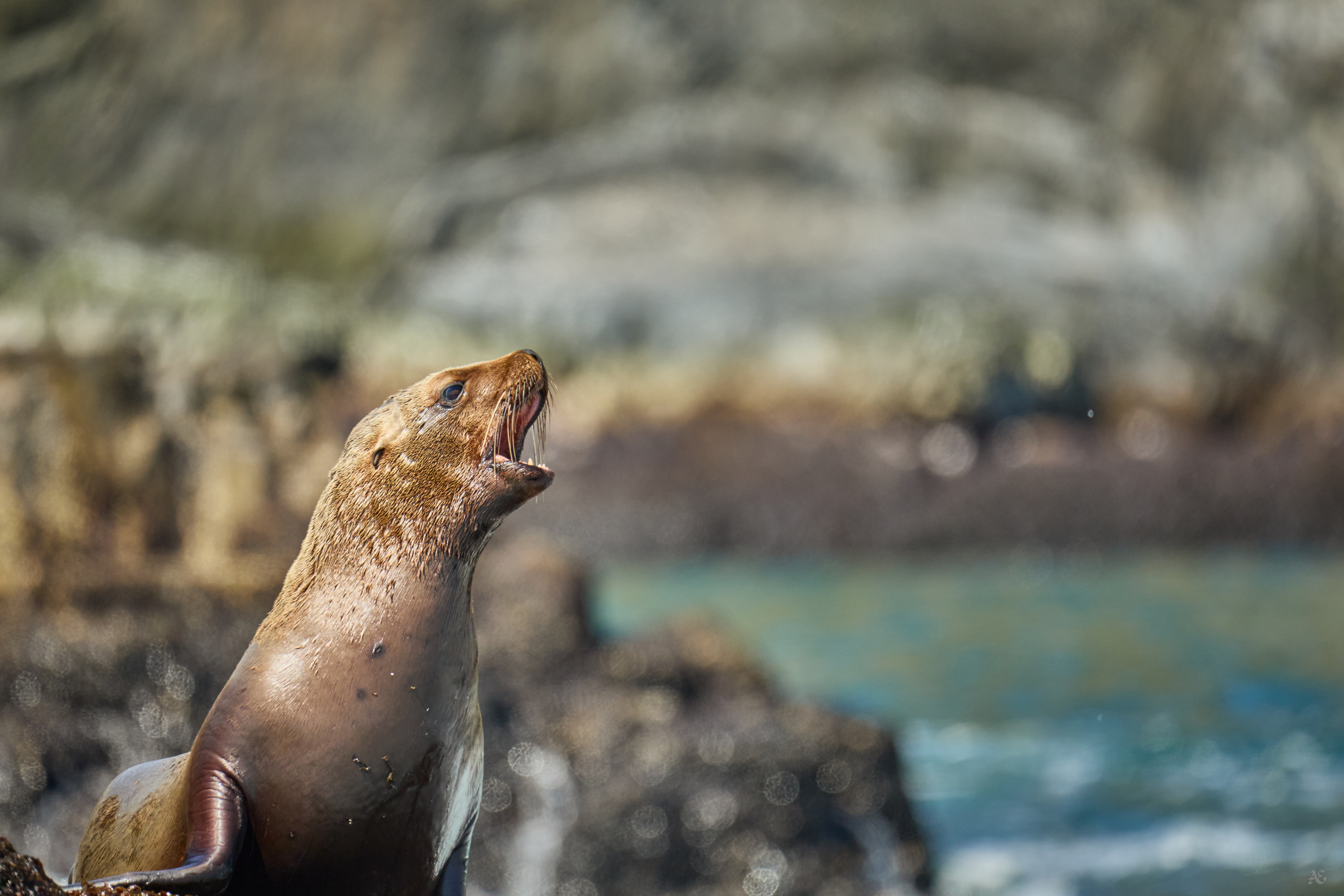 Камчатка. Alexander Ermolenko