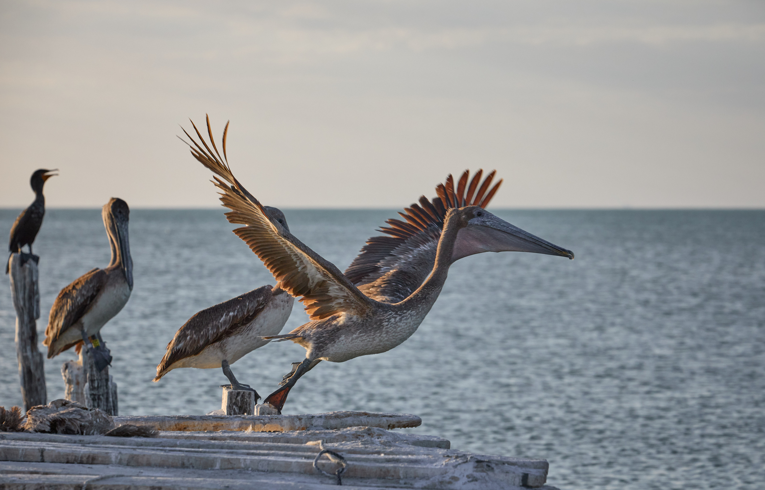 Птички. Alexander Ermolenko