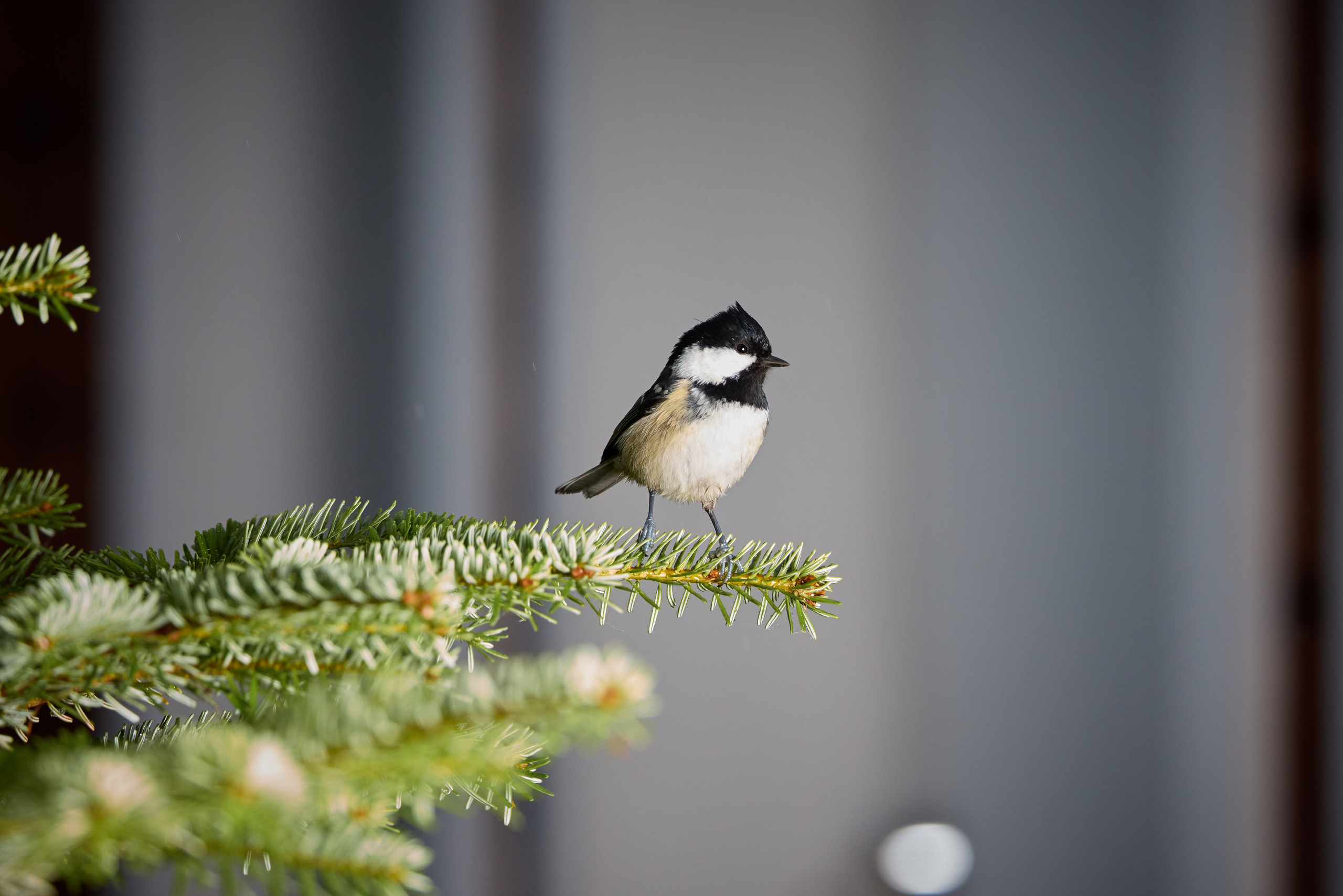 Птички. Alexander Ermolenko