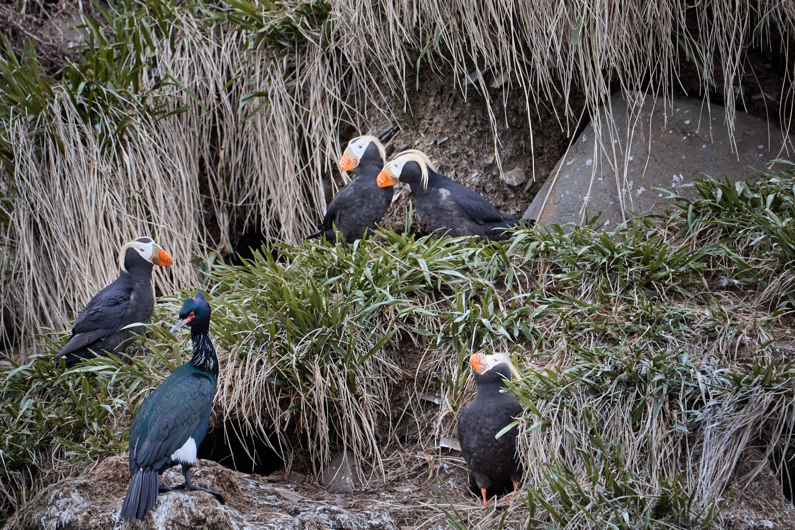 Камчатка. Alexander Ermolenko