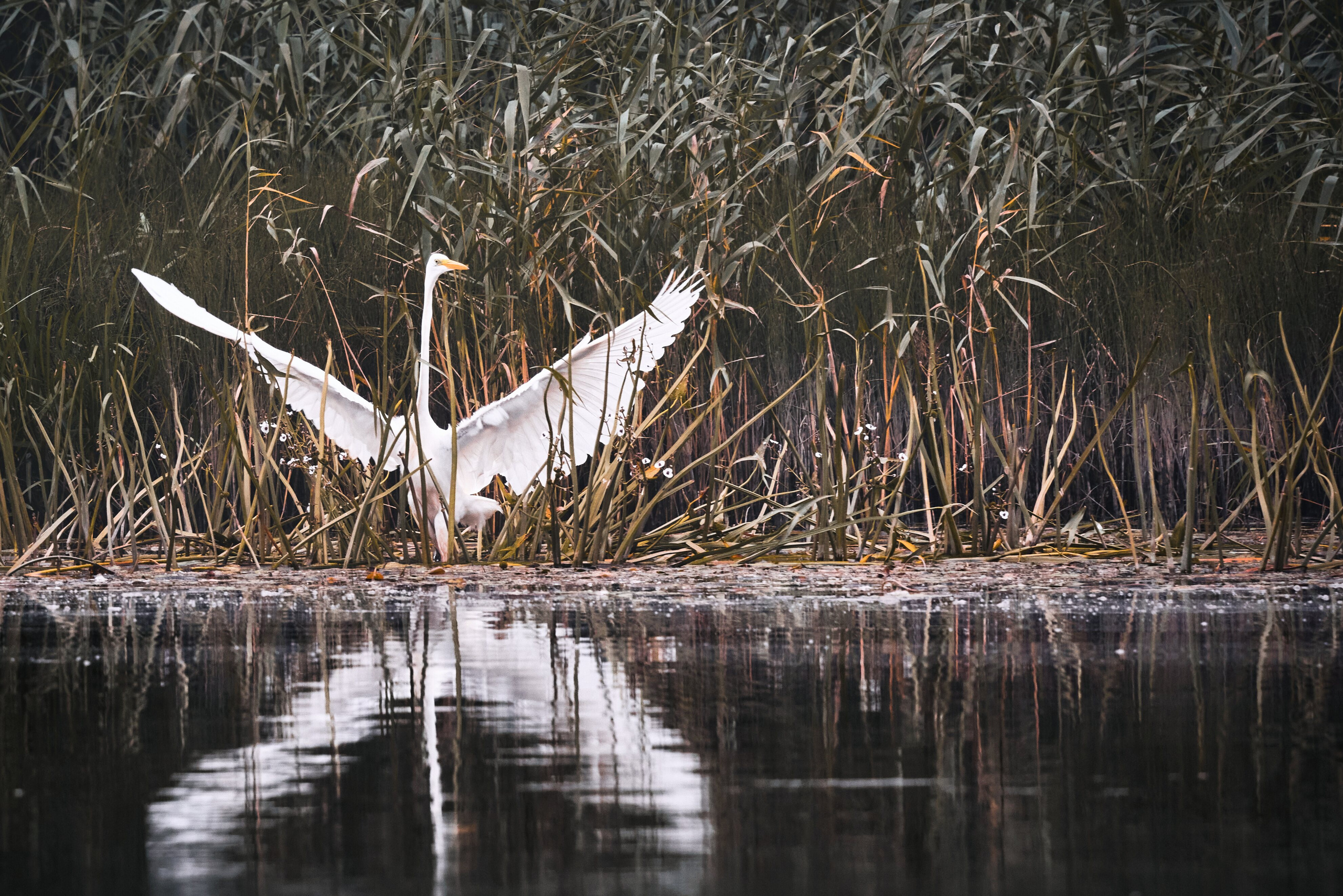 Птички. Alexander Ermolenko