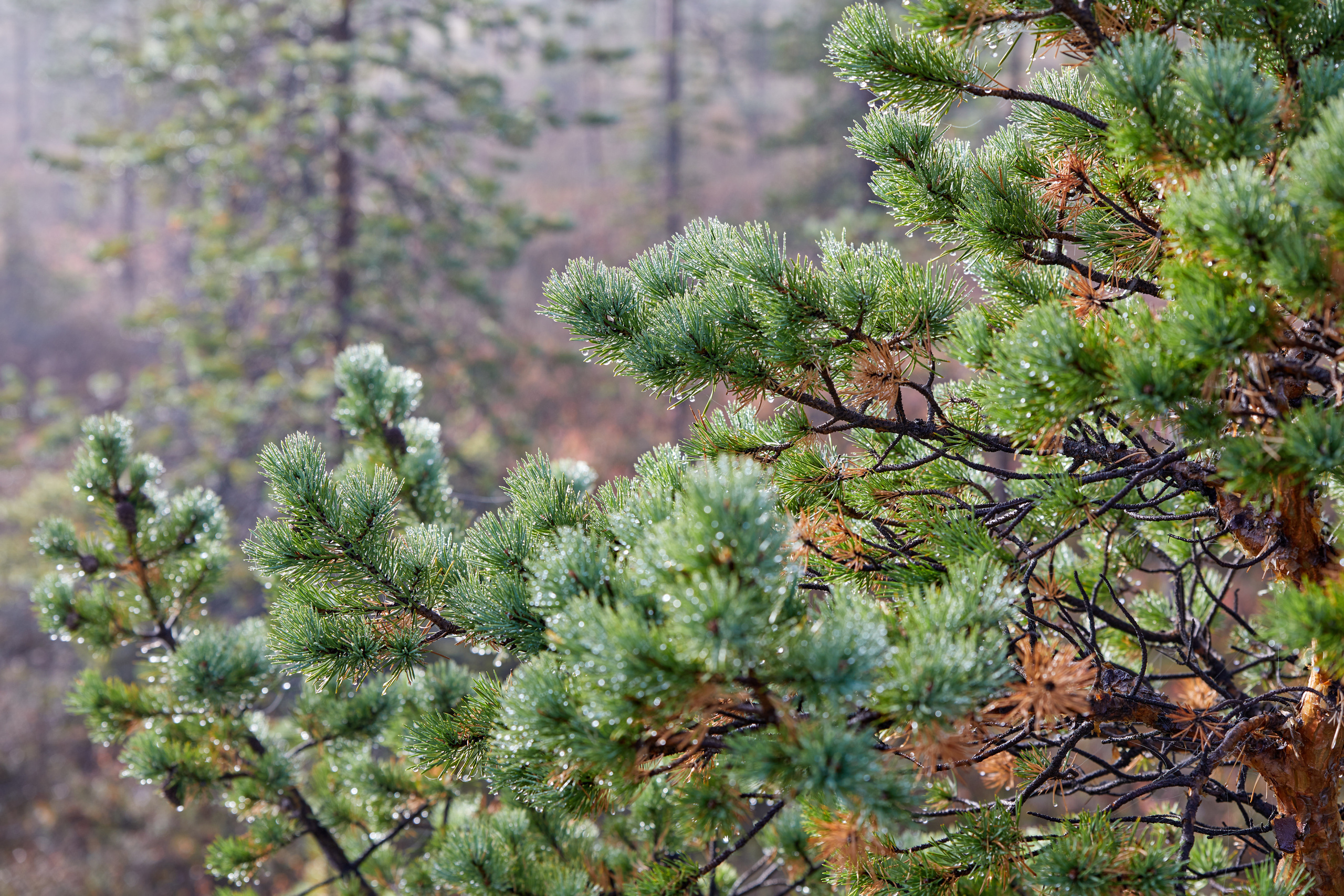 Разное. Alexander Ermolenko