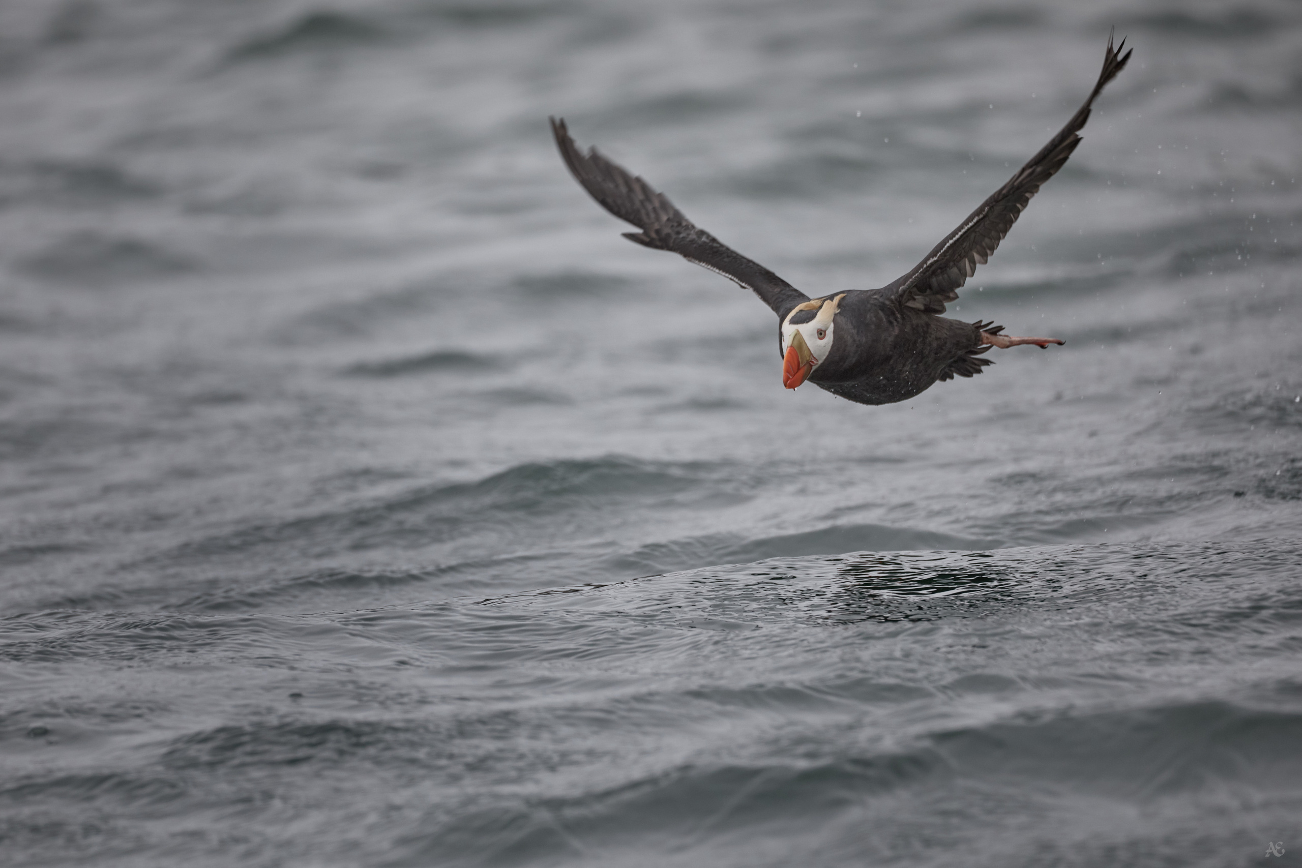 Камчатка. Alexander Ermolenko