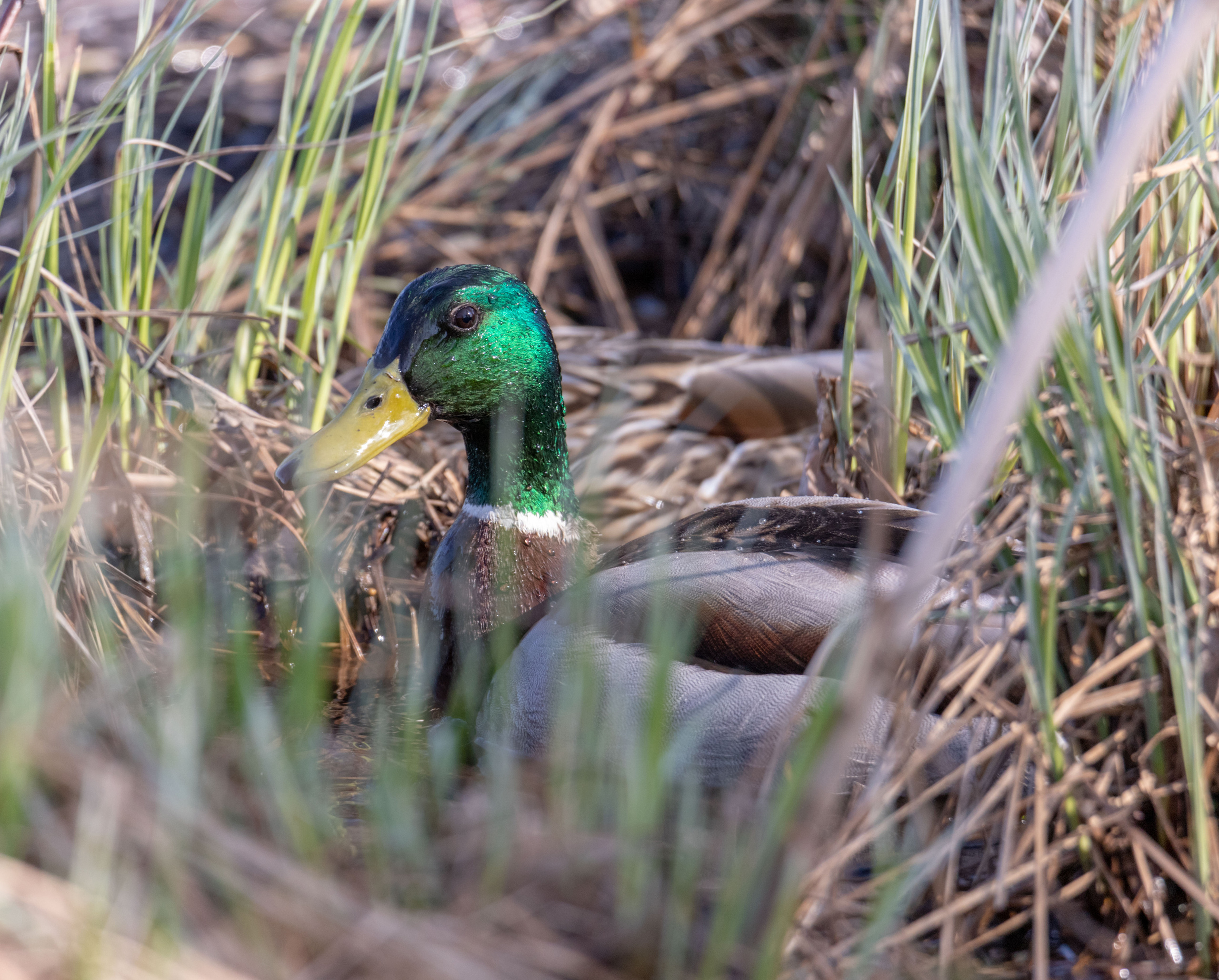 Птички. Alexander Ermolenko
