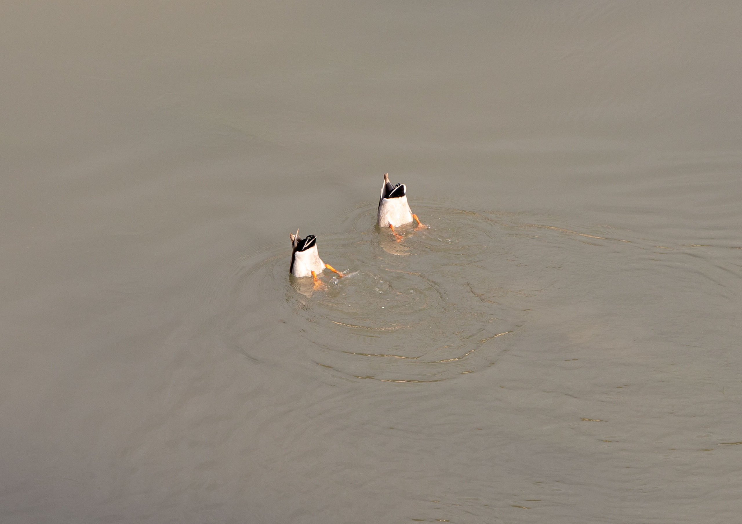 Птички. Alexander Ermolenko