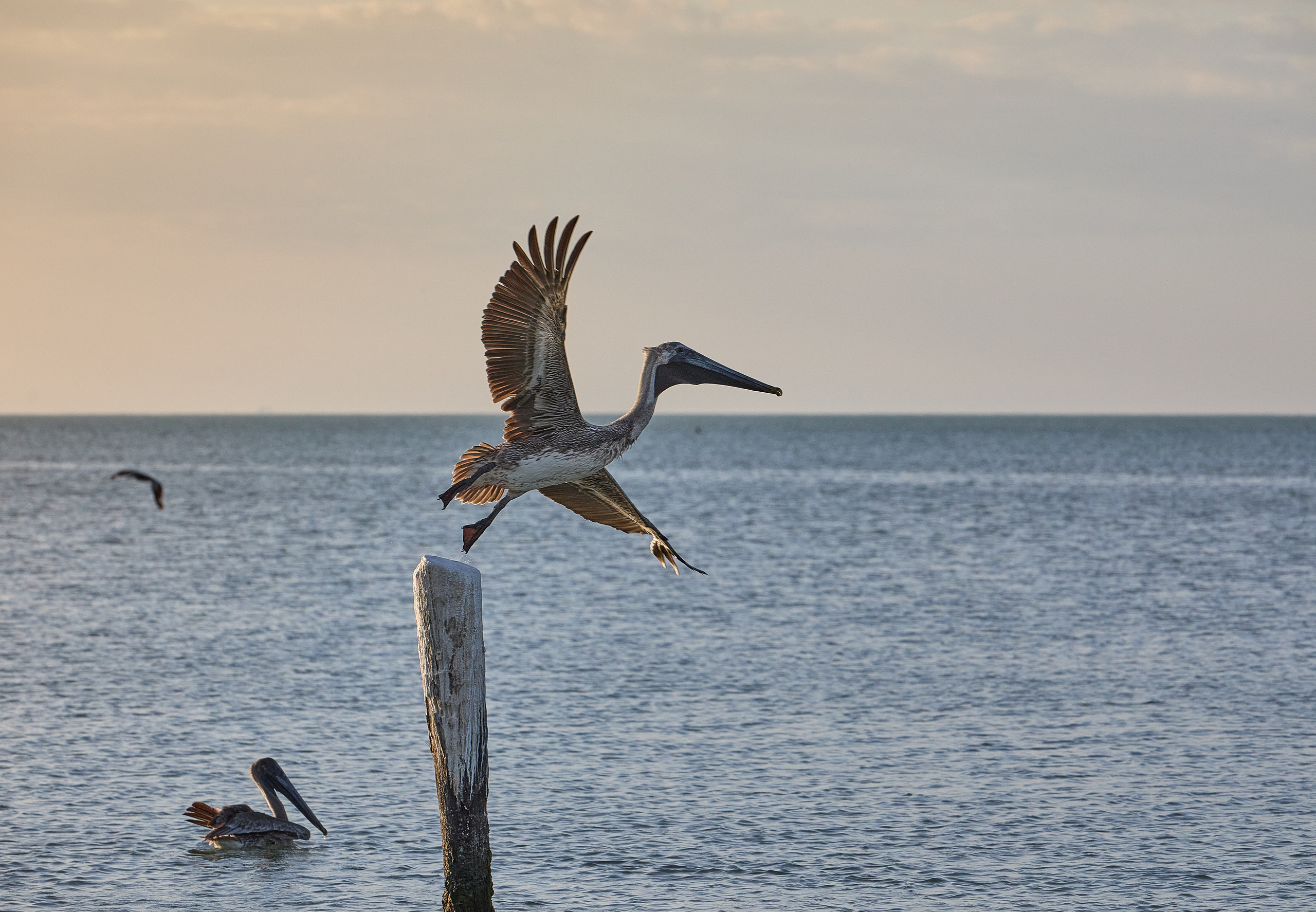 Птички. Alexander Ermolenko