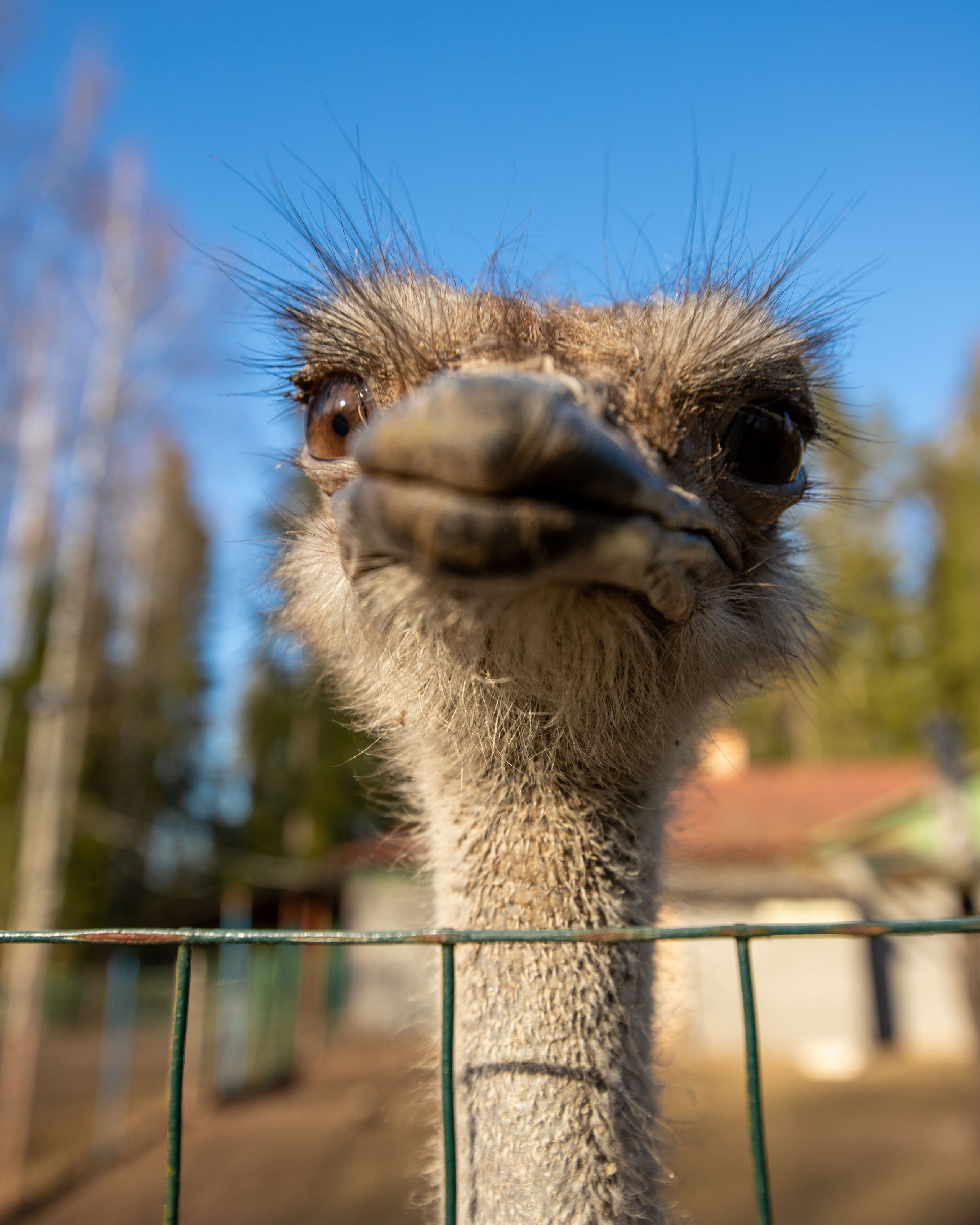 Птички. Alexander Ermolenko