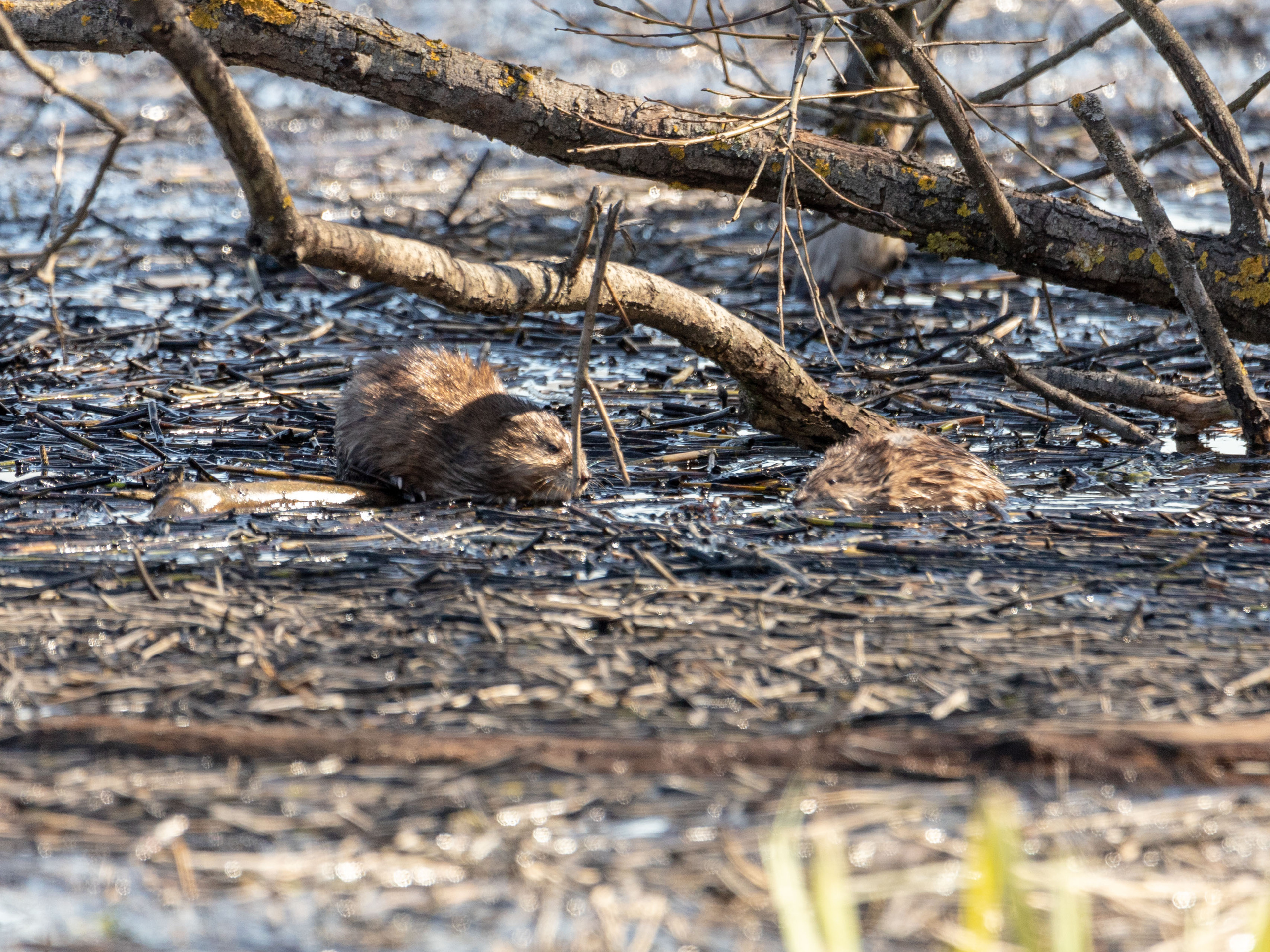 Разное. Alexander Ermolenko