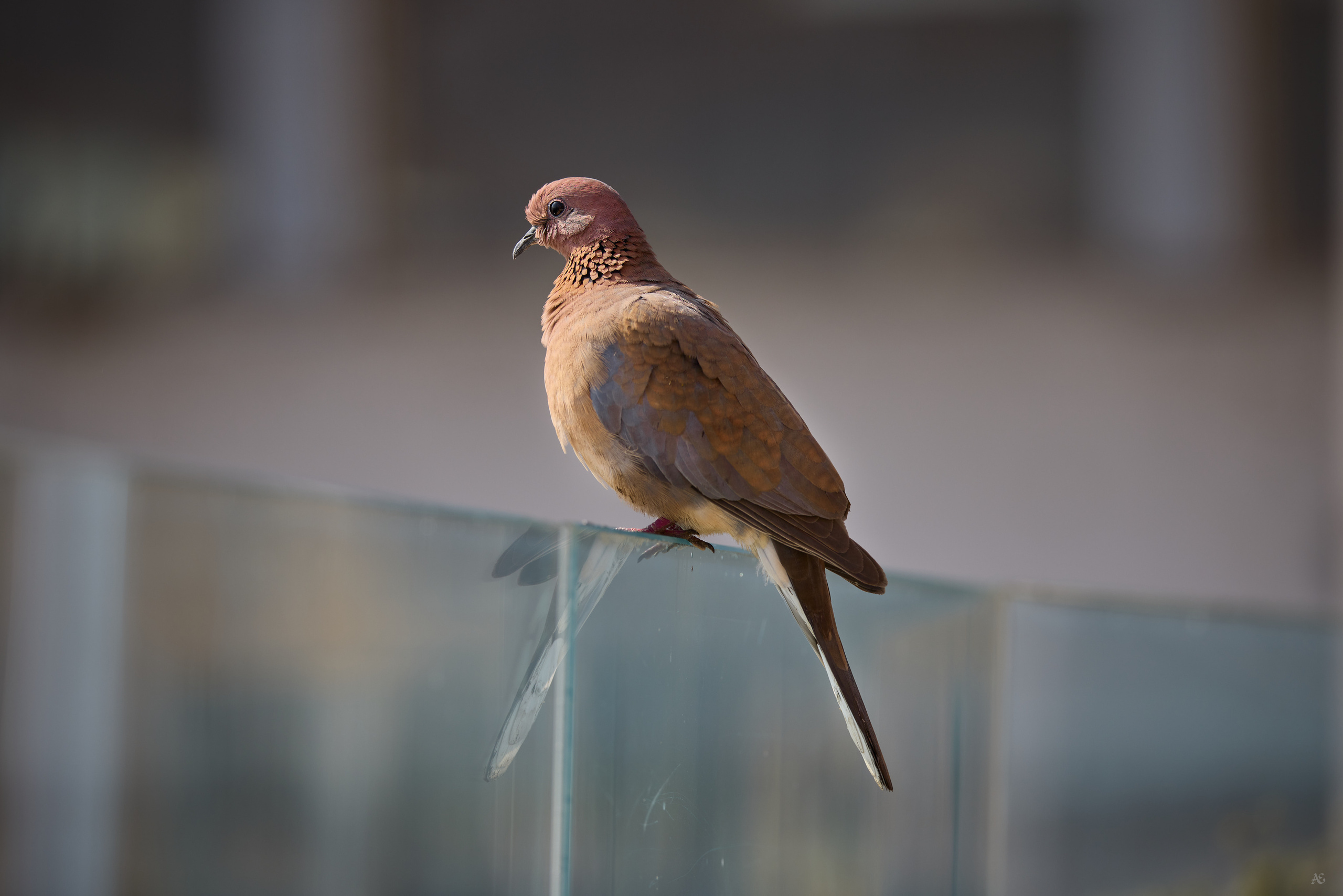 Птички. Alexander Ermolenko