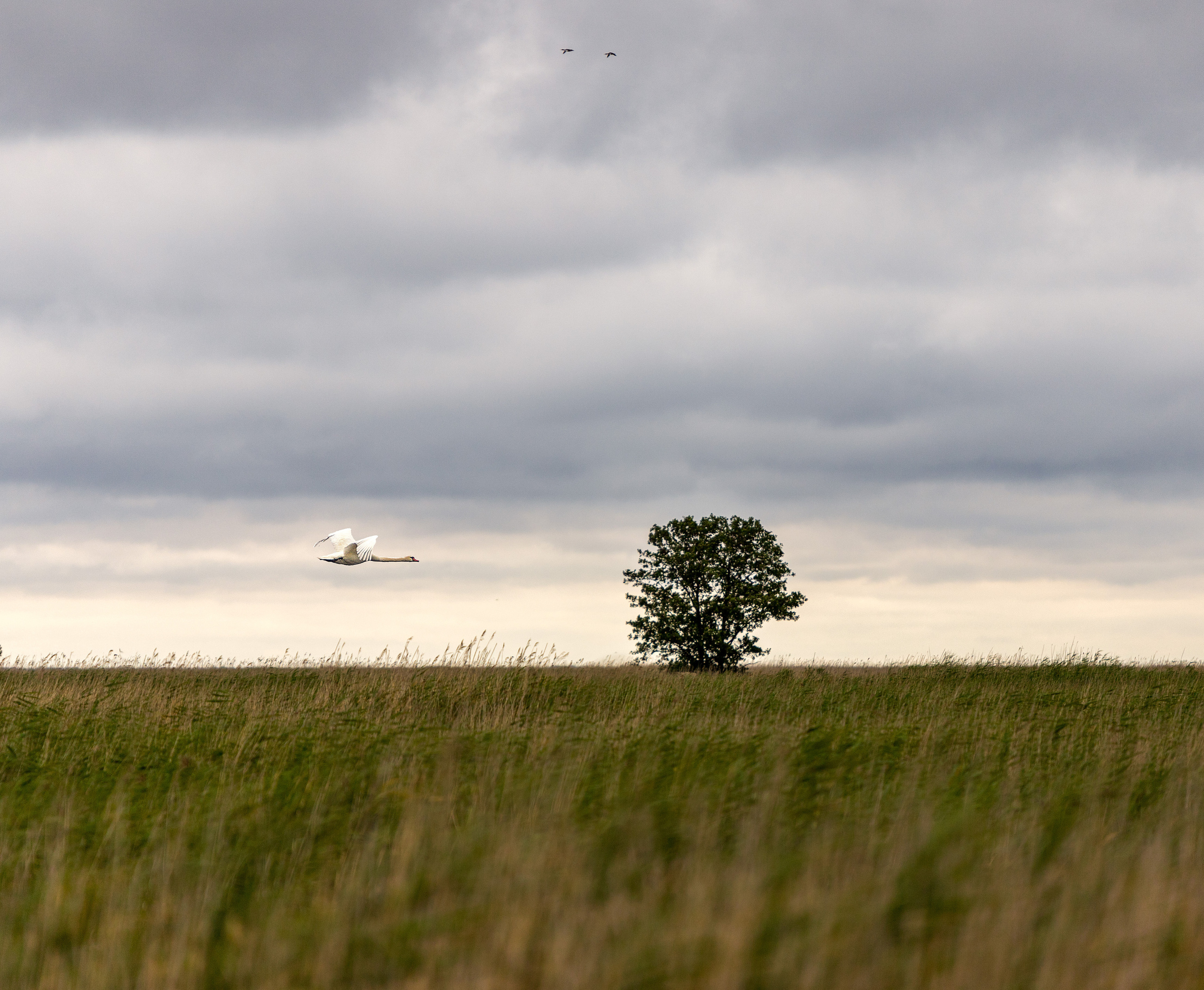 Птички. Alexander Ermolenko
