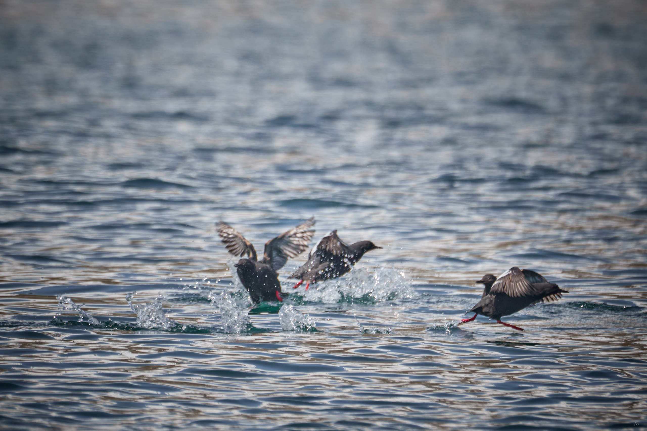 Камчатка. Alexander Ermolenko