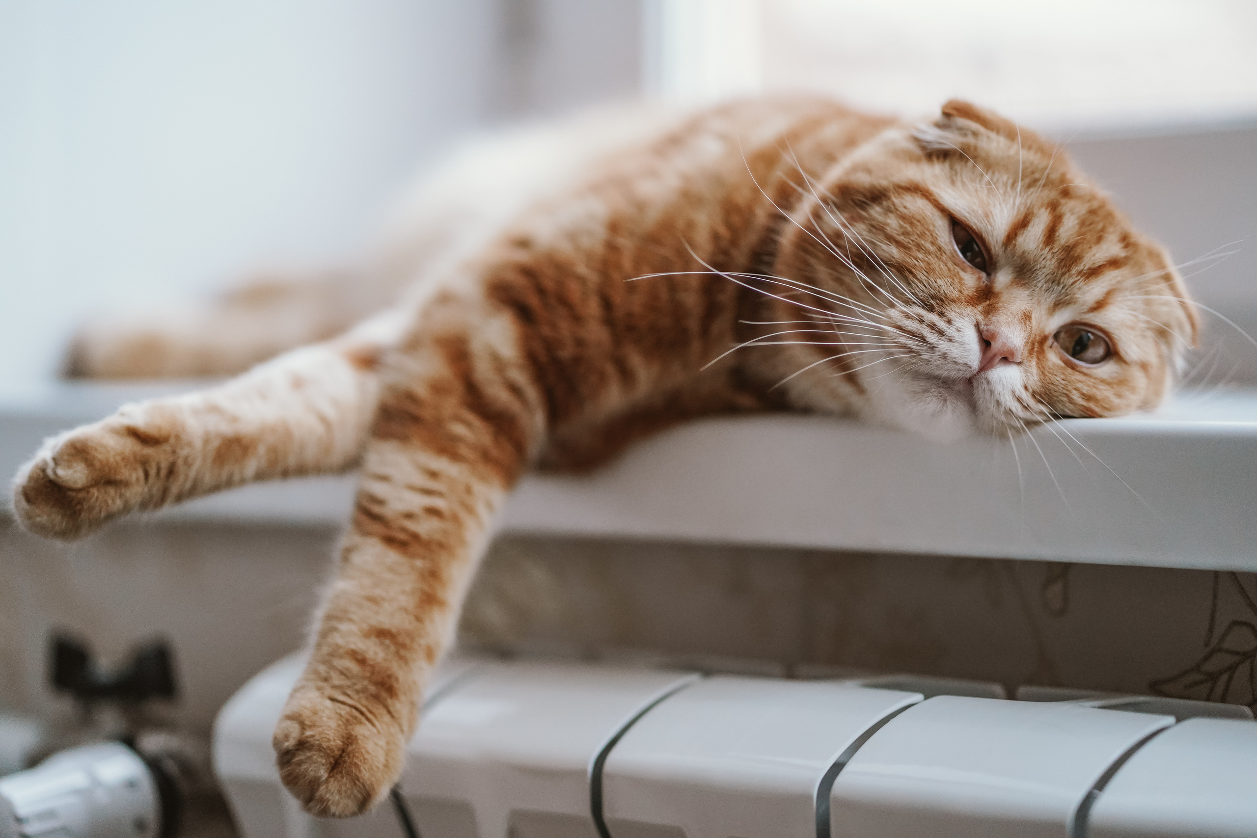 Егор Виктория и Сава. Фотограф в Москве Проймин Алексей