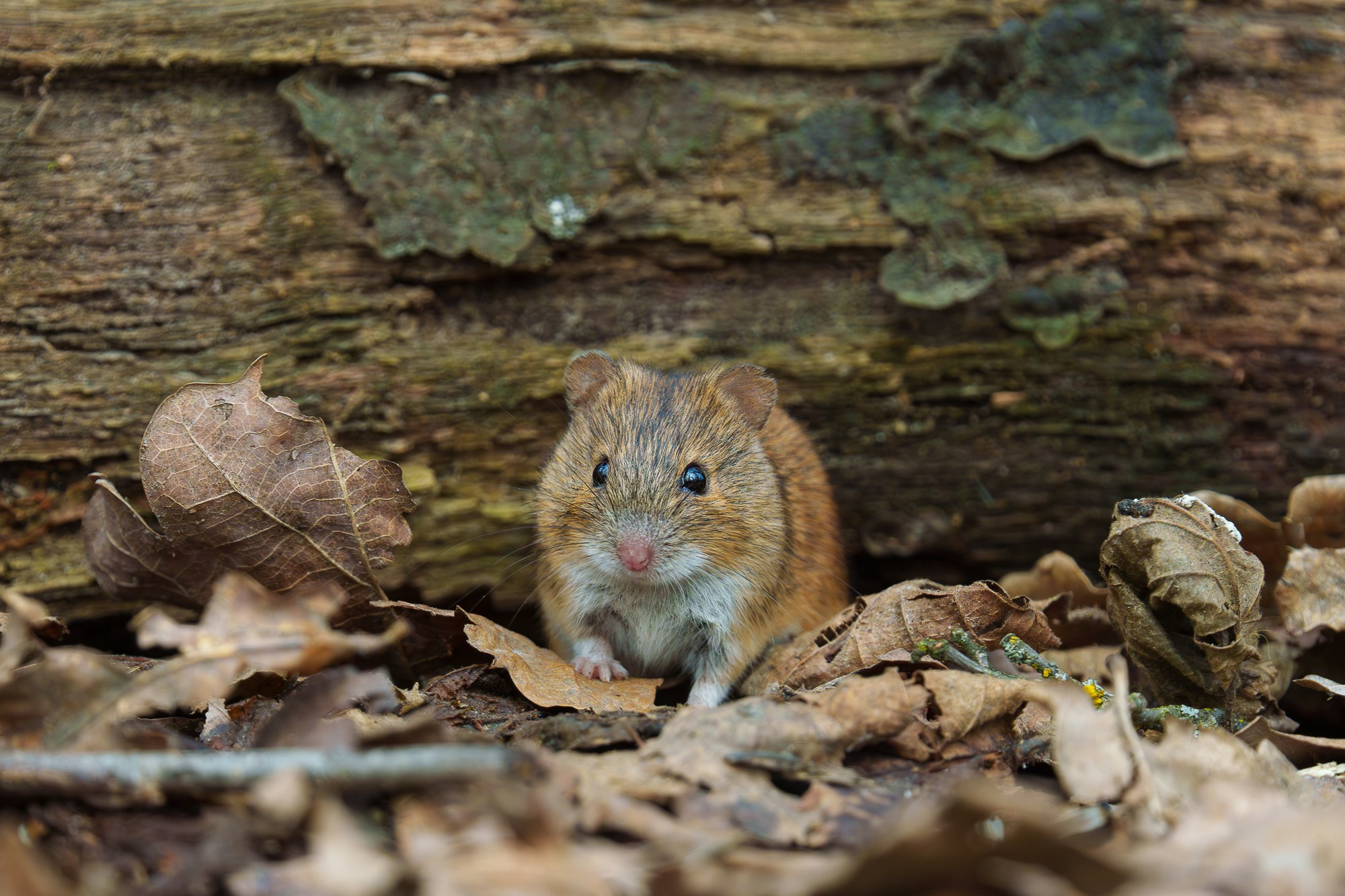 Животные. Ваш личный фотограф Марина Волкова