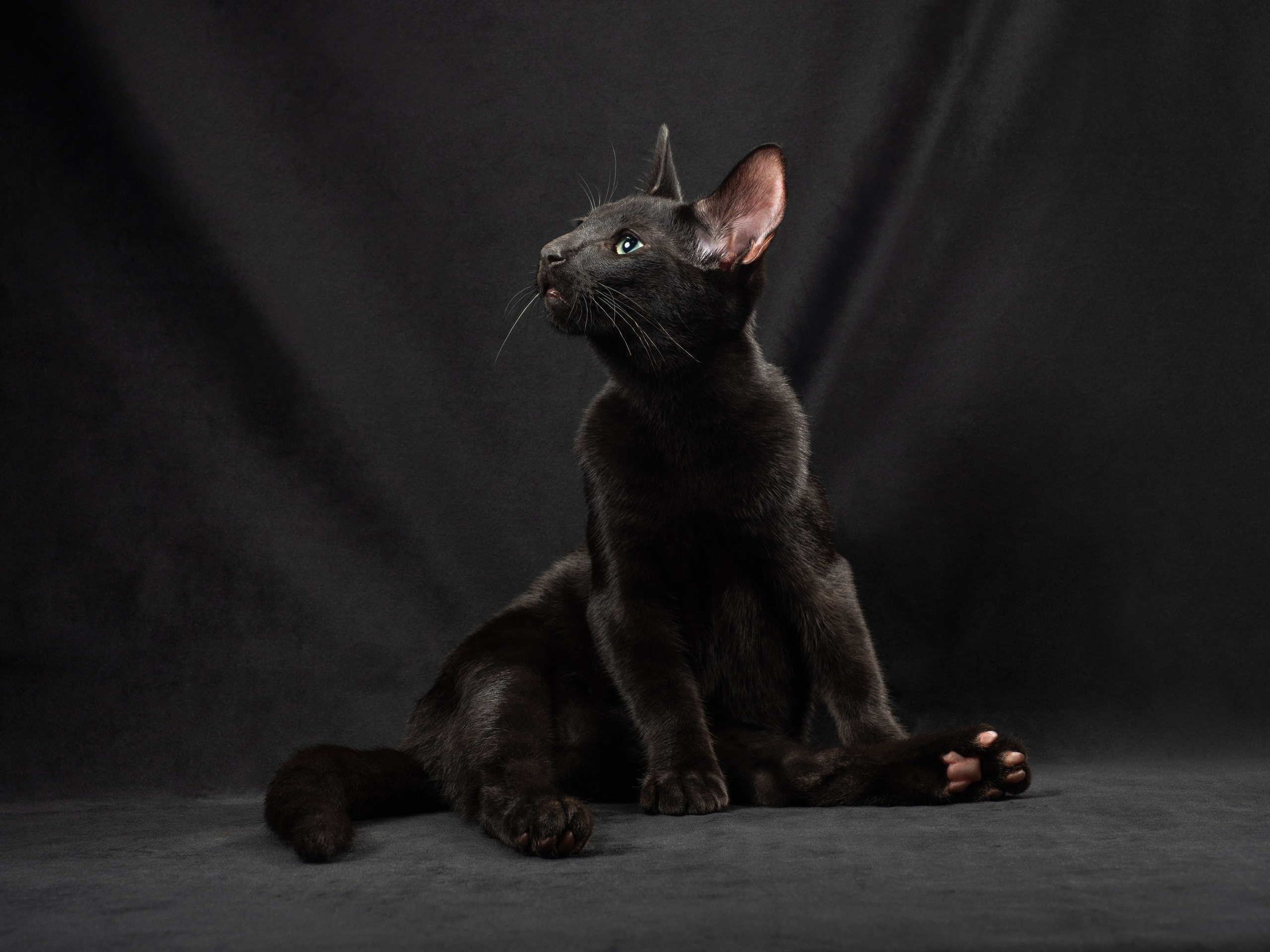 Студийная съёмка. Фотограф животных и людей в Санкт-Петербурге Дарья Быстрицкая