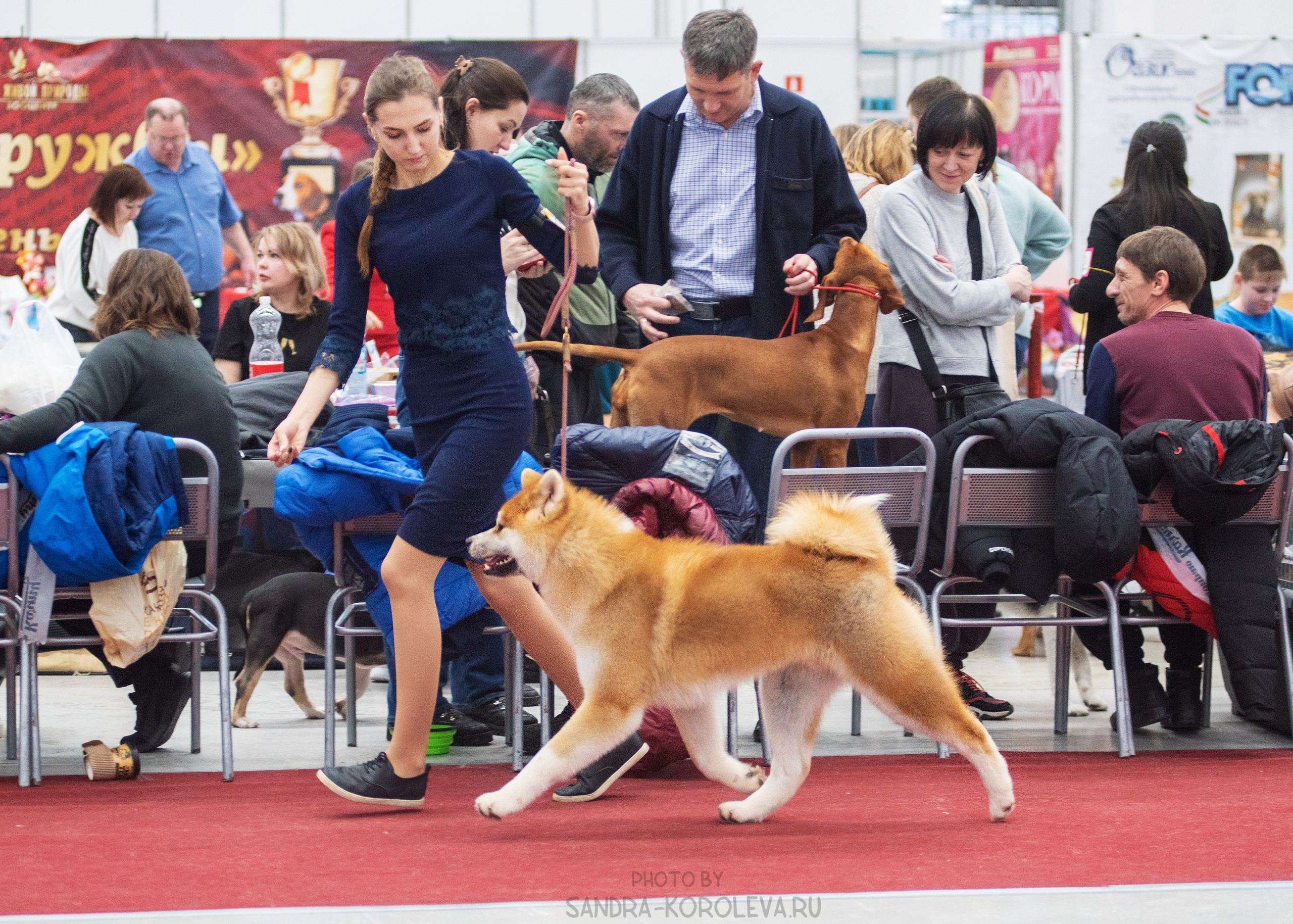 Выставка собак тюмень 14.01.2023. Дог-фотограф в Тюмени Александра Королева