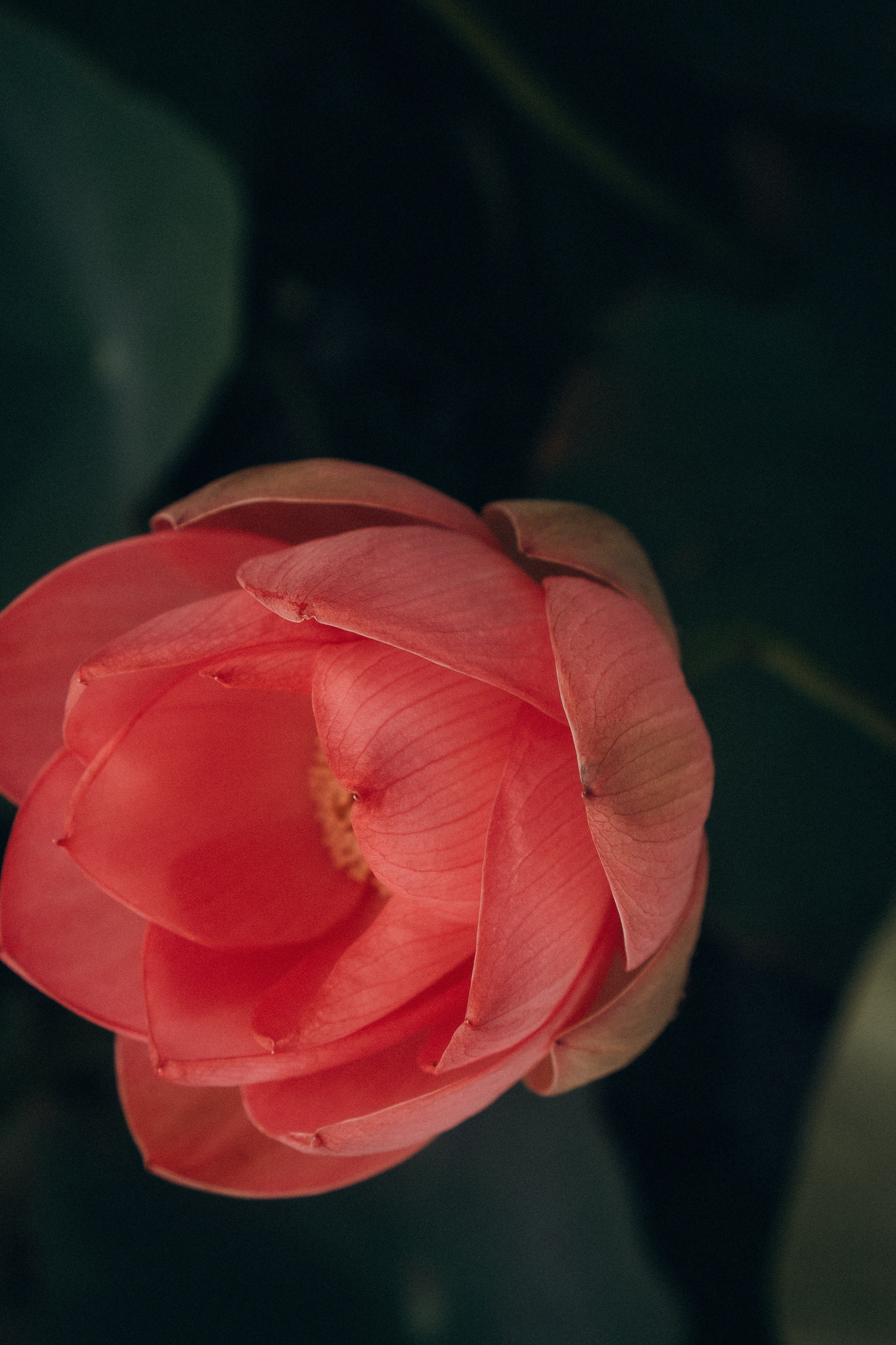 ЛОТОСОВАЯ ПОЛЯНА. Профессиональный фотограф, Санкт-Петербург — Виктория Богомолова