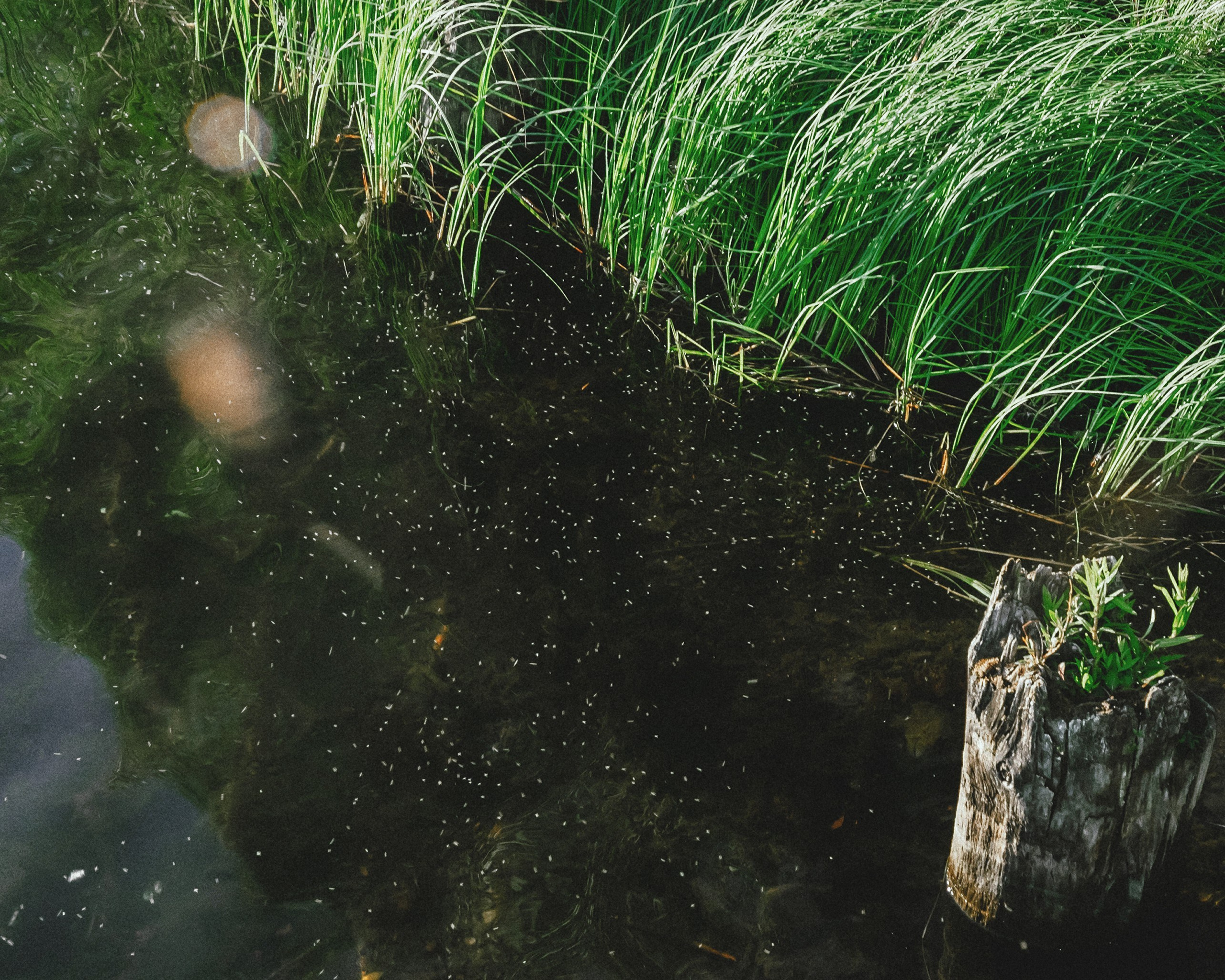 Любовь и русалки. Портретный фотограф Ванинен Анастасия. Санкт-Петербург