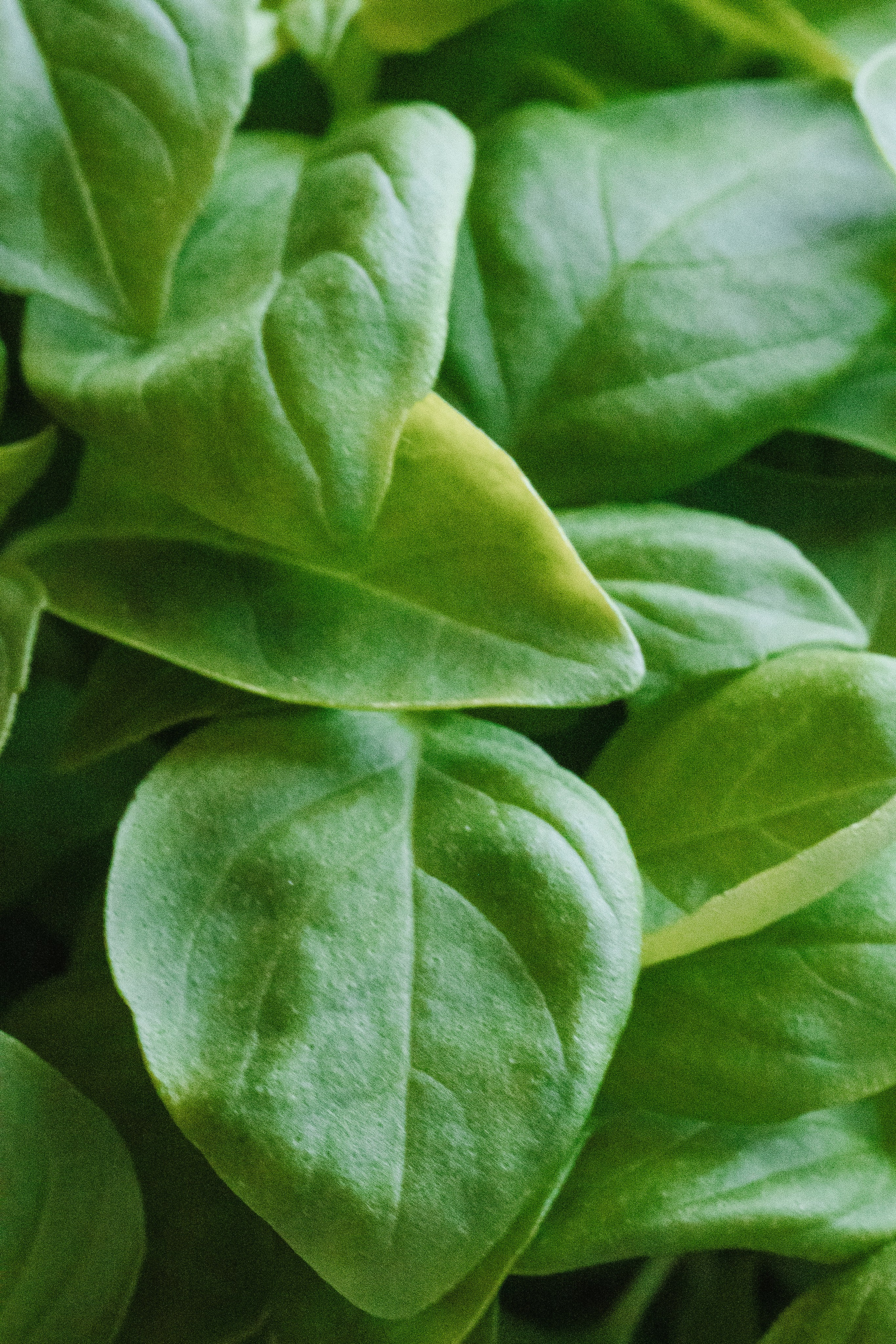 Bary Coffee. Фотограф на Юге России