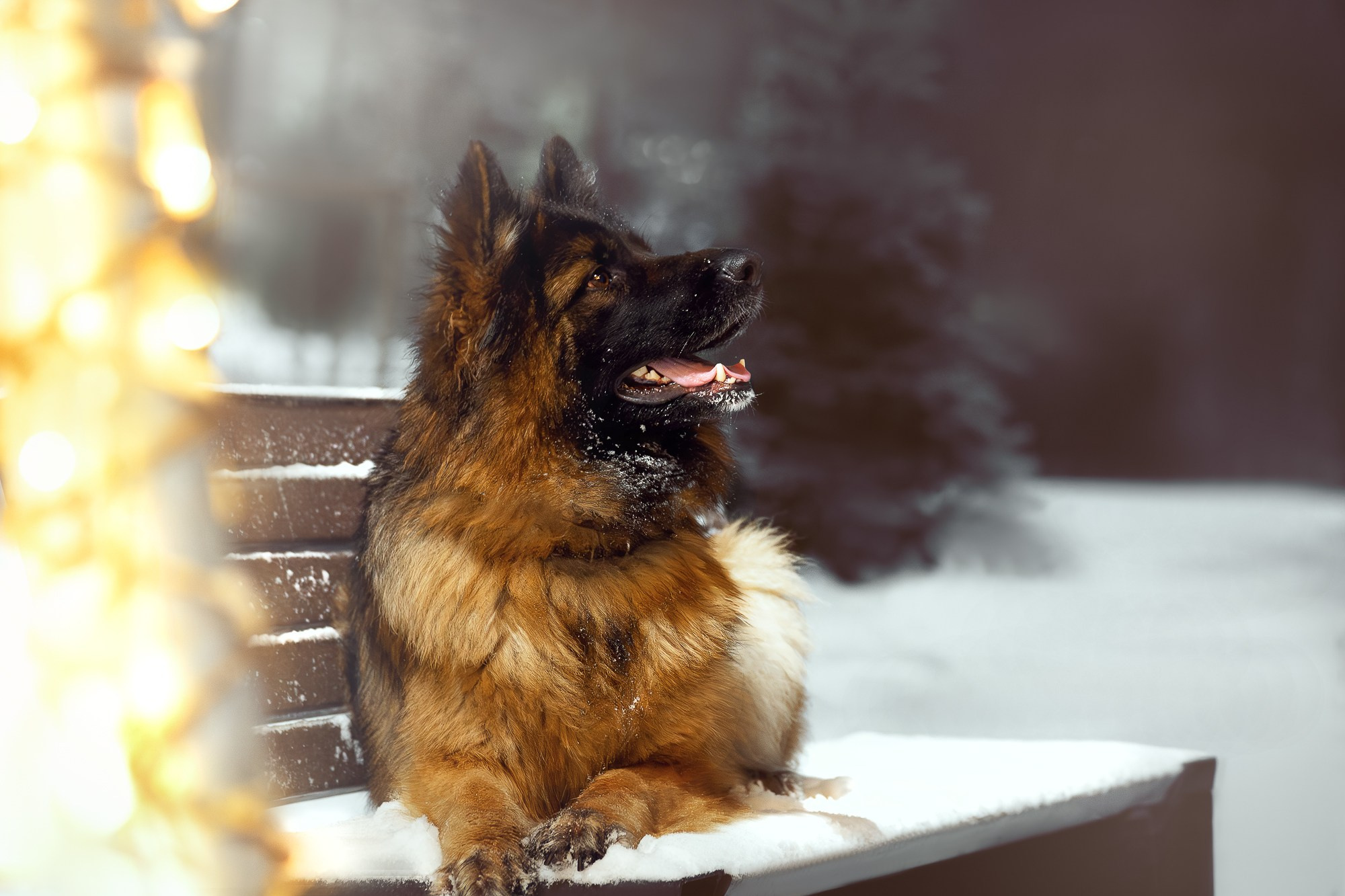Собаки. Фотограф-анималист Нижний Новгород