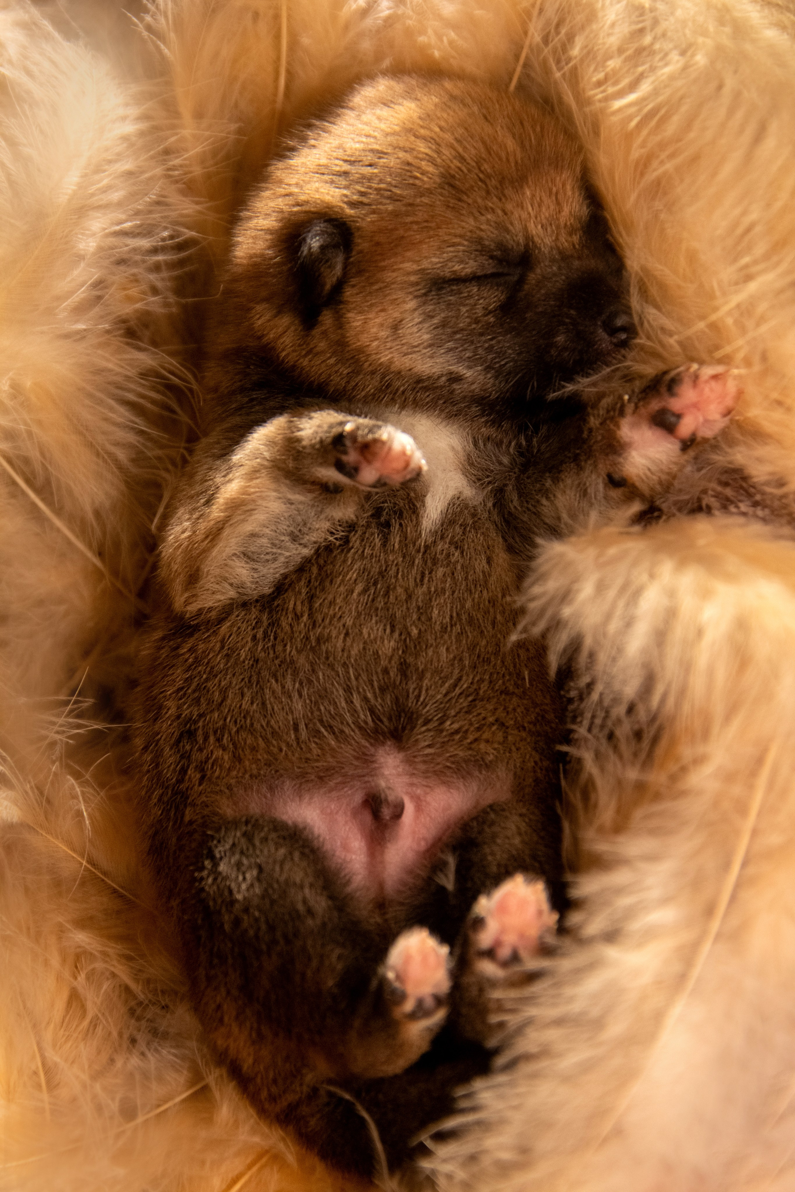 Щенки. Фотограф — анималист в Москве и области Ольга Петракова