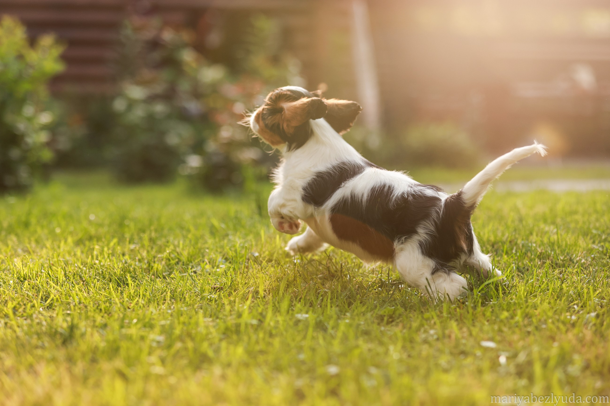 Щенки. Семейный и детский фотограф в Москве Мария Быкова