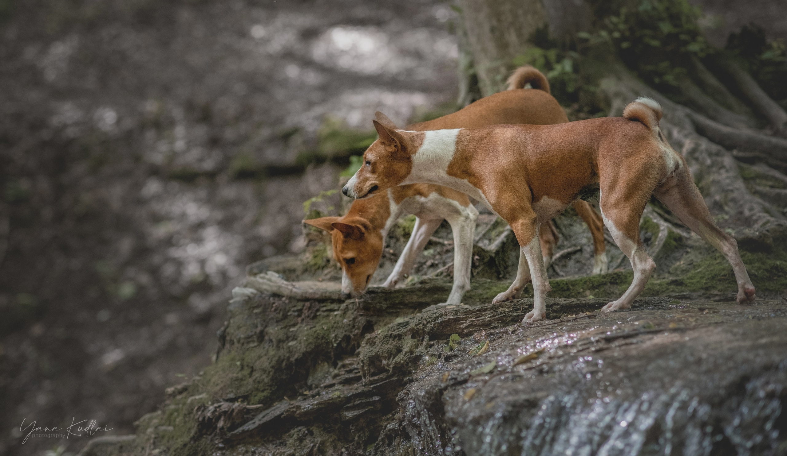 Два неугомонных бассенджи — Ива и Икс. Фотограф анималист Ставрополь Яна Кудлай