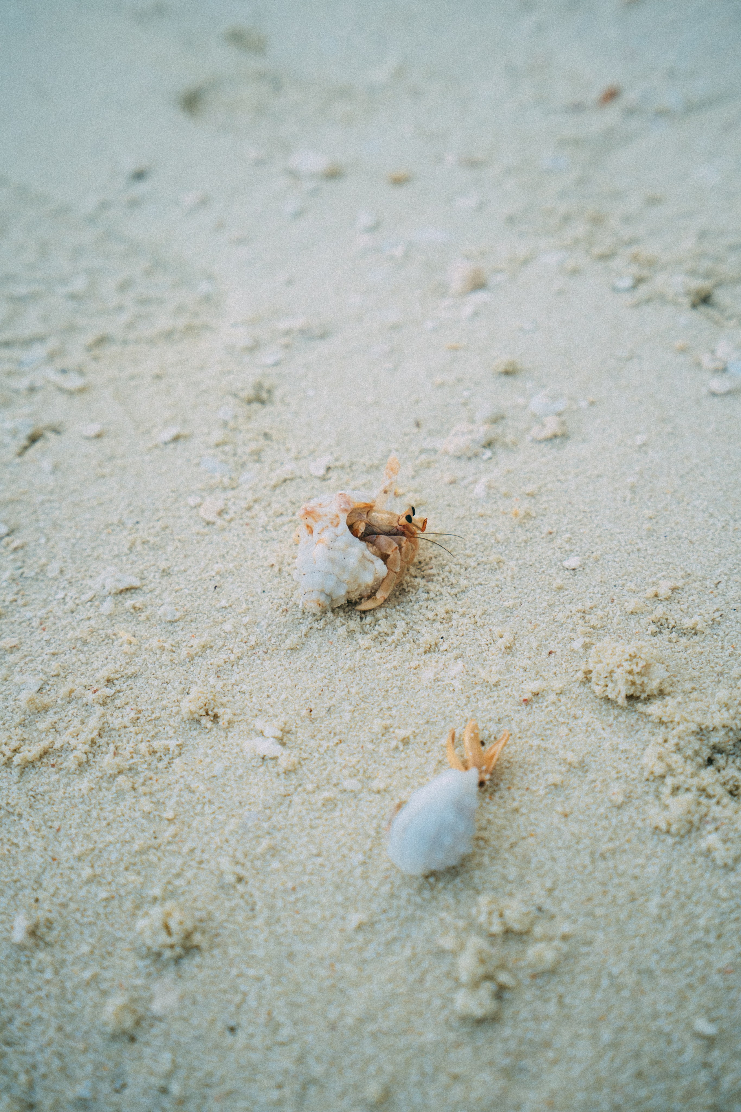 Мальдивы. Фотограф Алиса Аспер